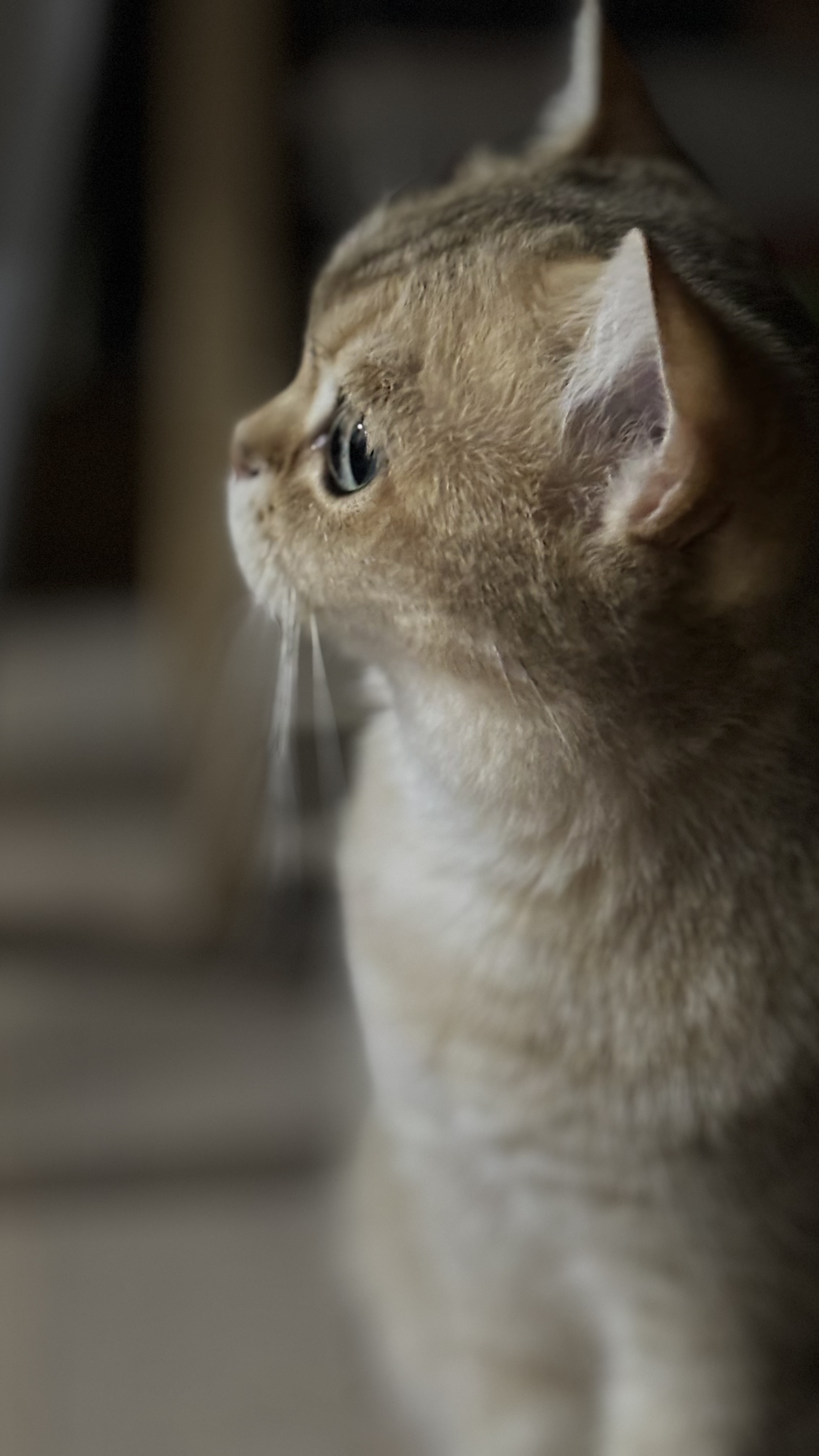 따랑스런 쩨리와의 동거 한달차~~~~