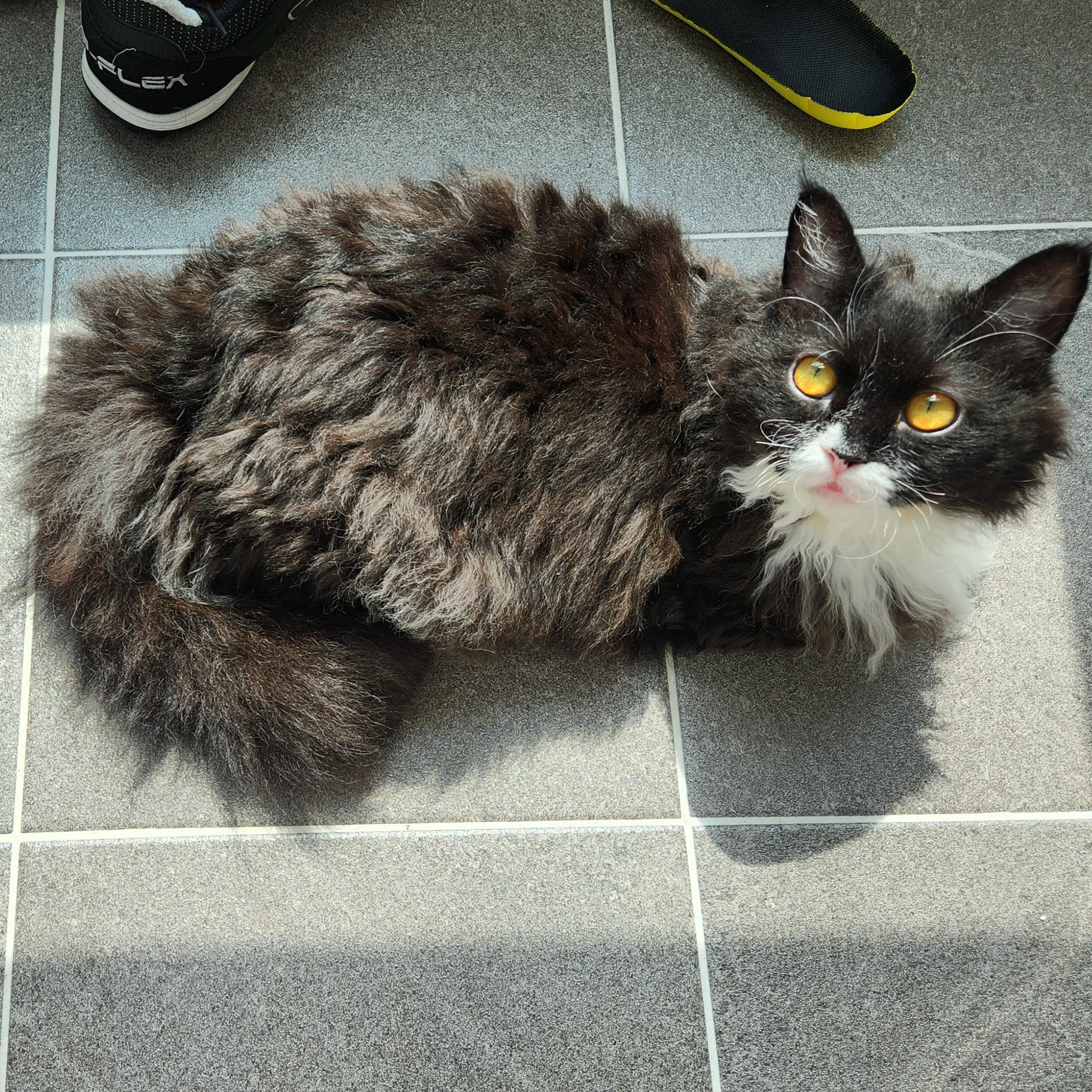 [울산구조묘] 라니(구 먼지)의 행복한 근황