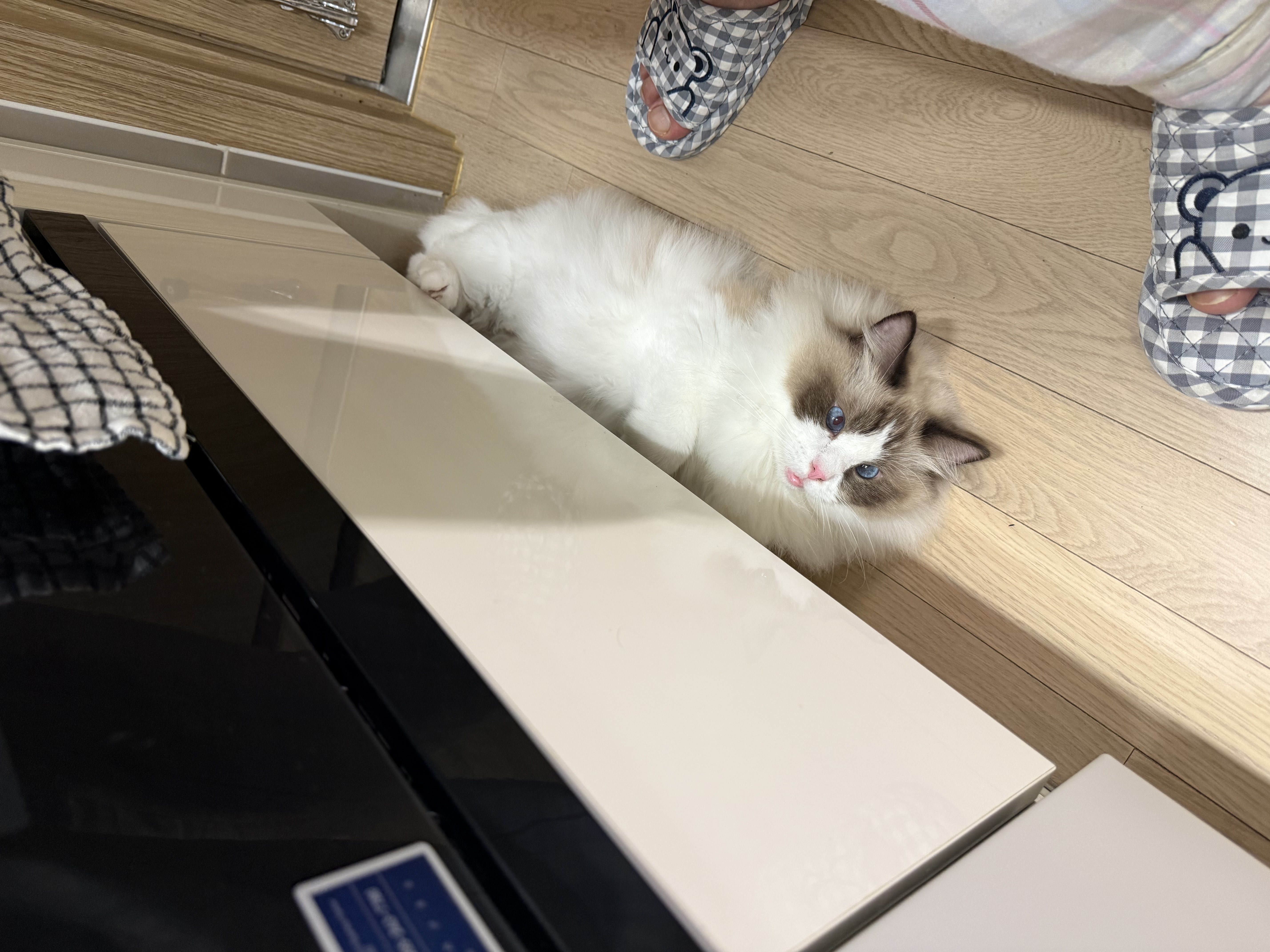 조금 늦은 모모(마찌) 입양 한달차 후기에요