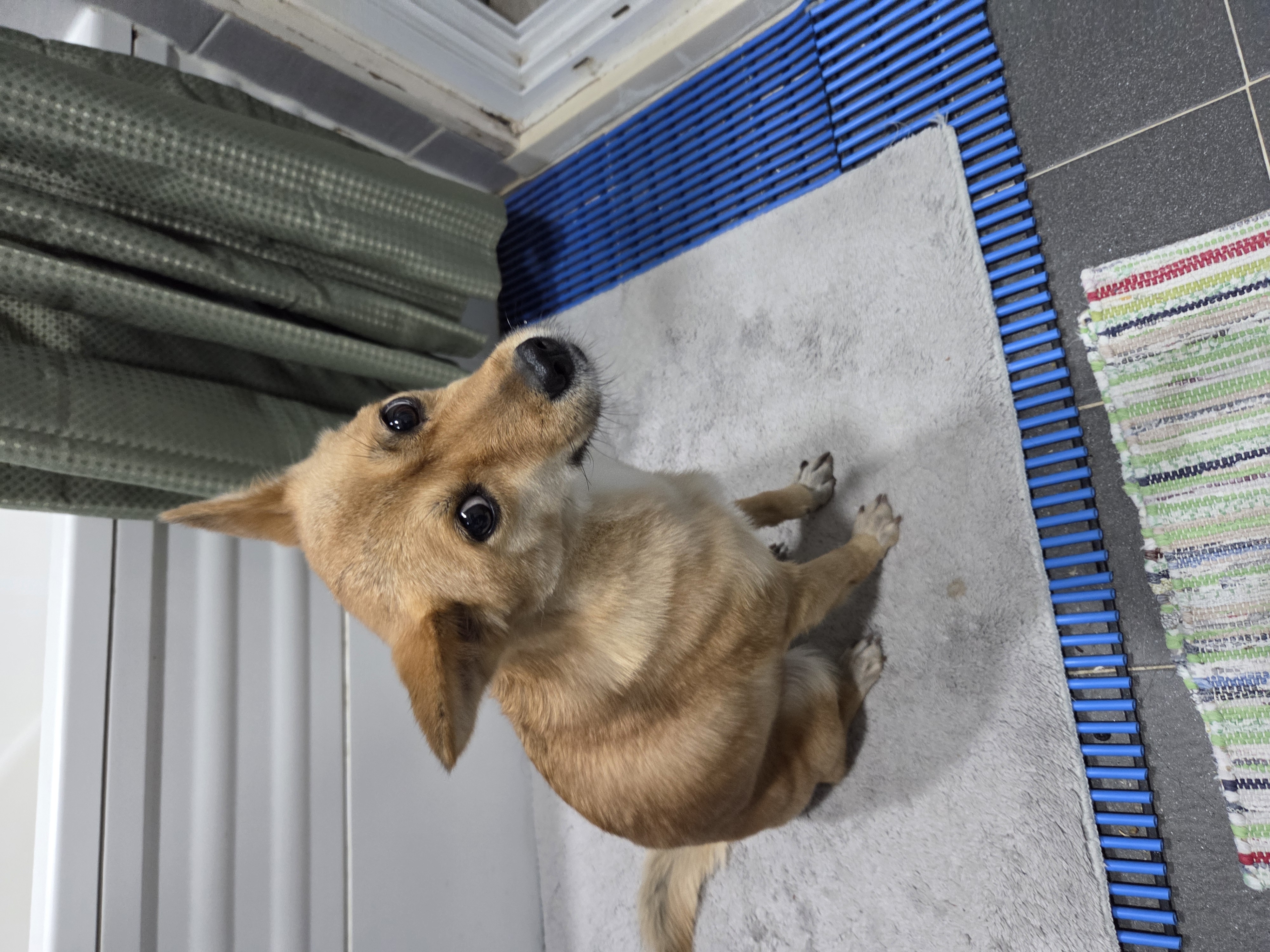 휘영이 입양 1년 후기