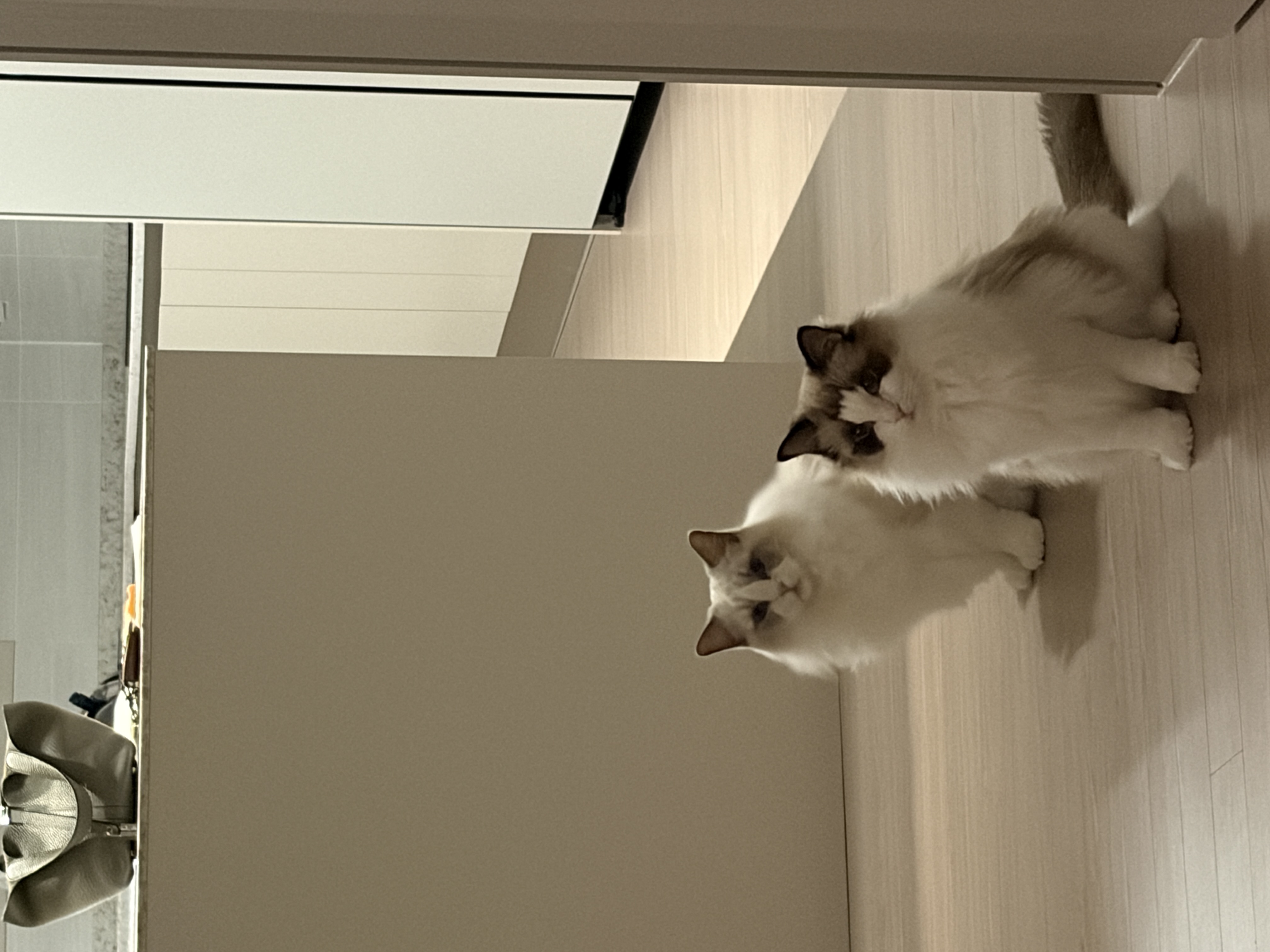 샤샤&라라 aka 샤랄라 시스터즈 1개월 후기 (구 라푼젤 에리얼)