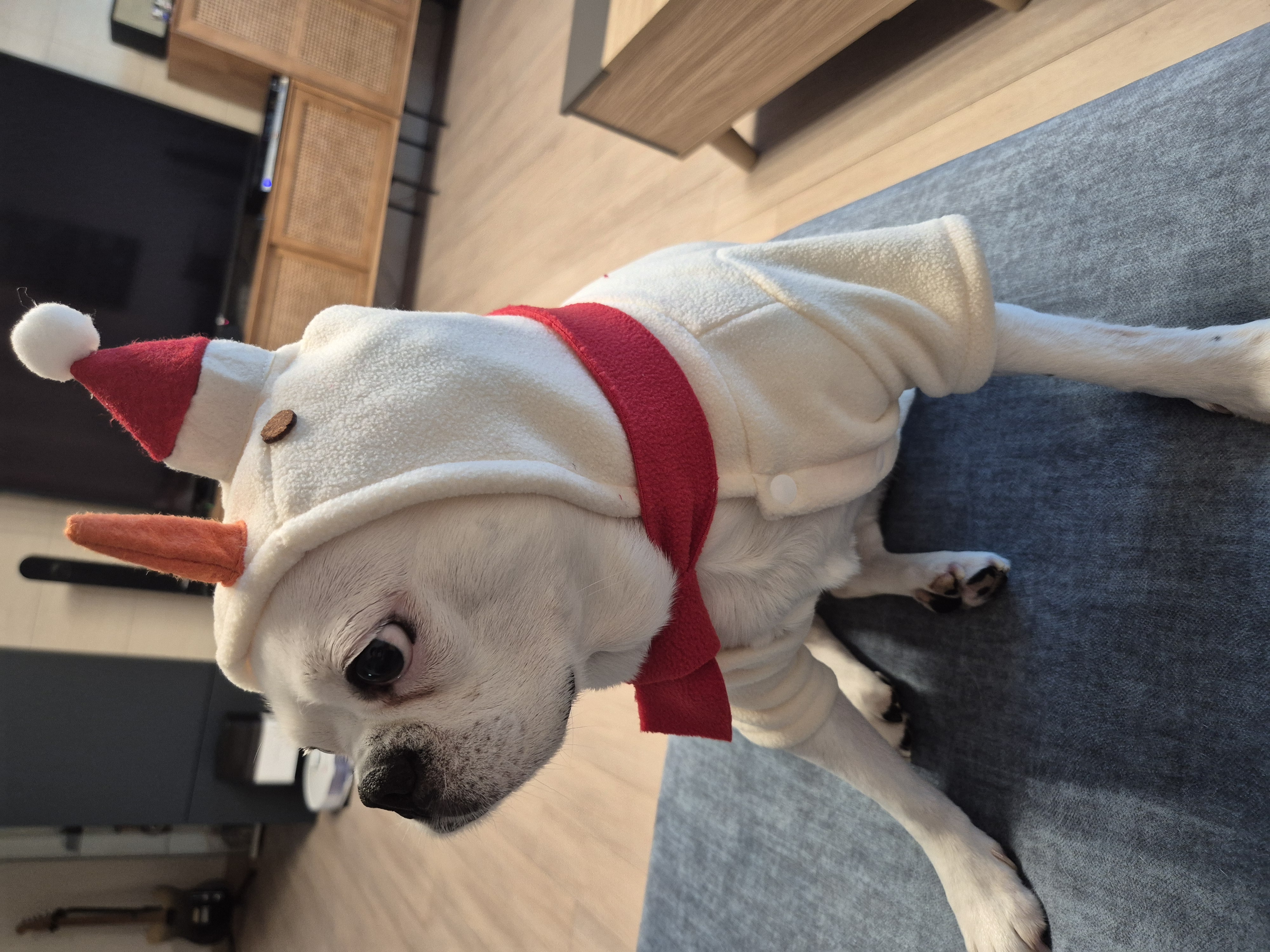 애둥이 근황^^ 오랜만이네요.