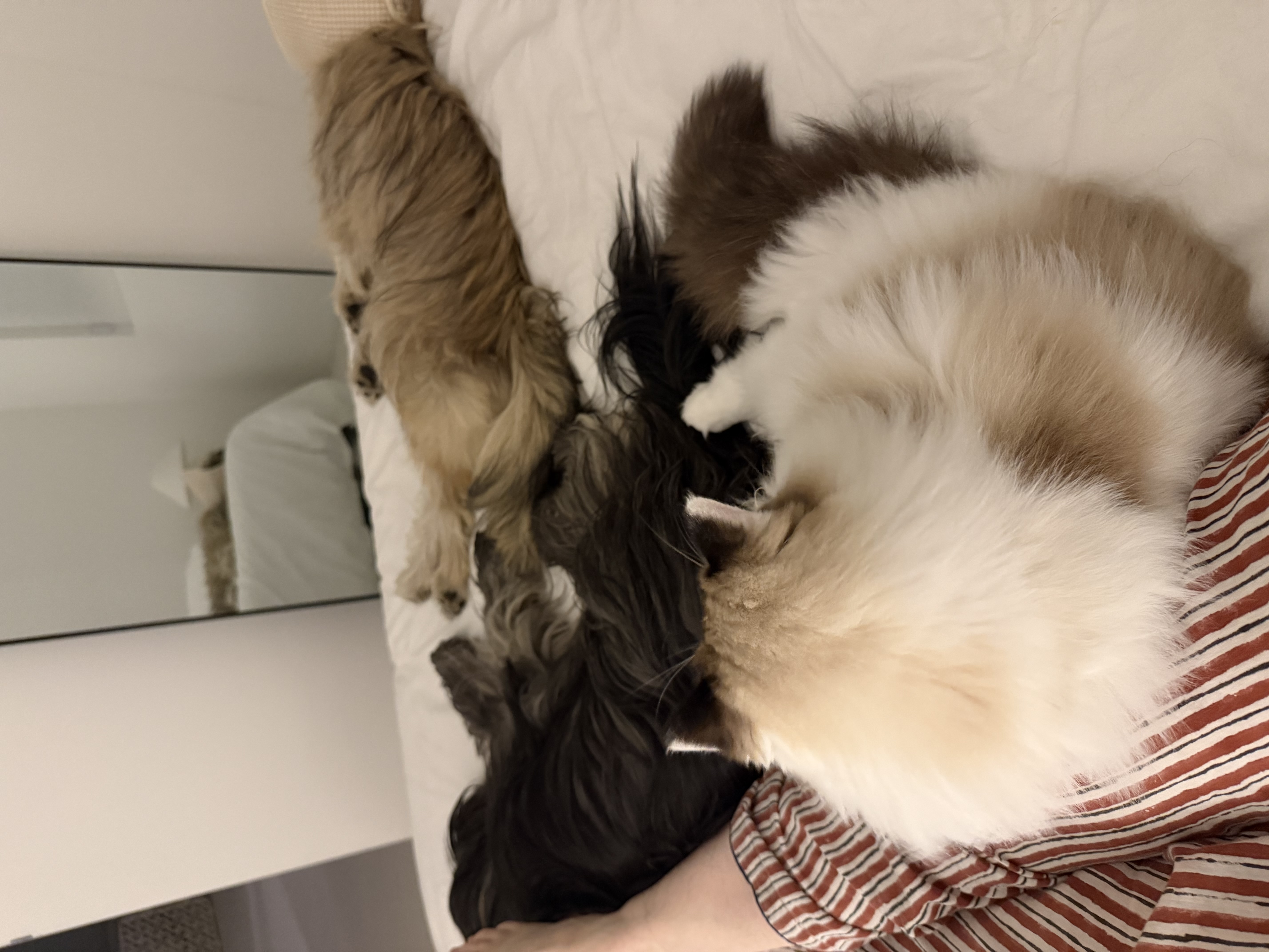 사프론 입양후기 3개월차