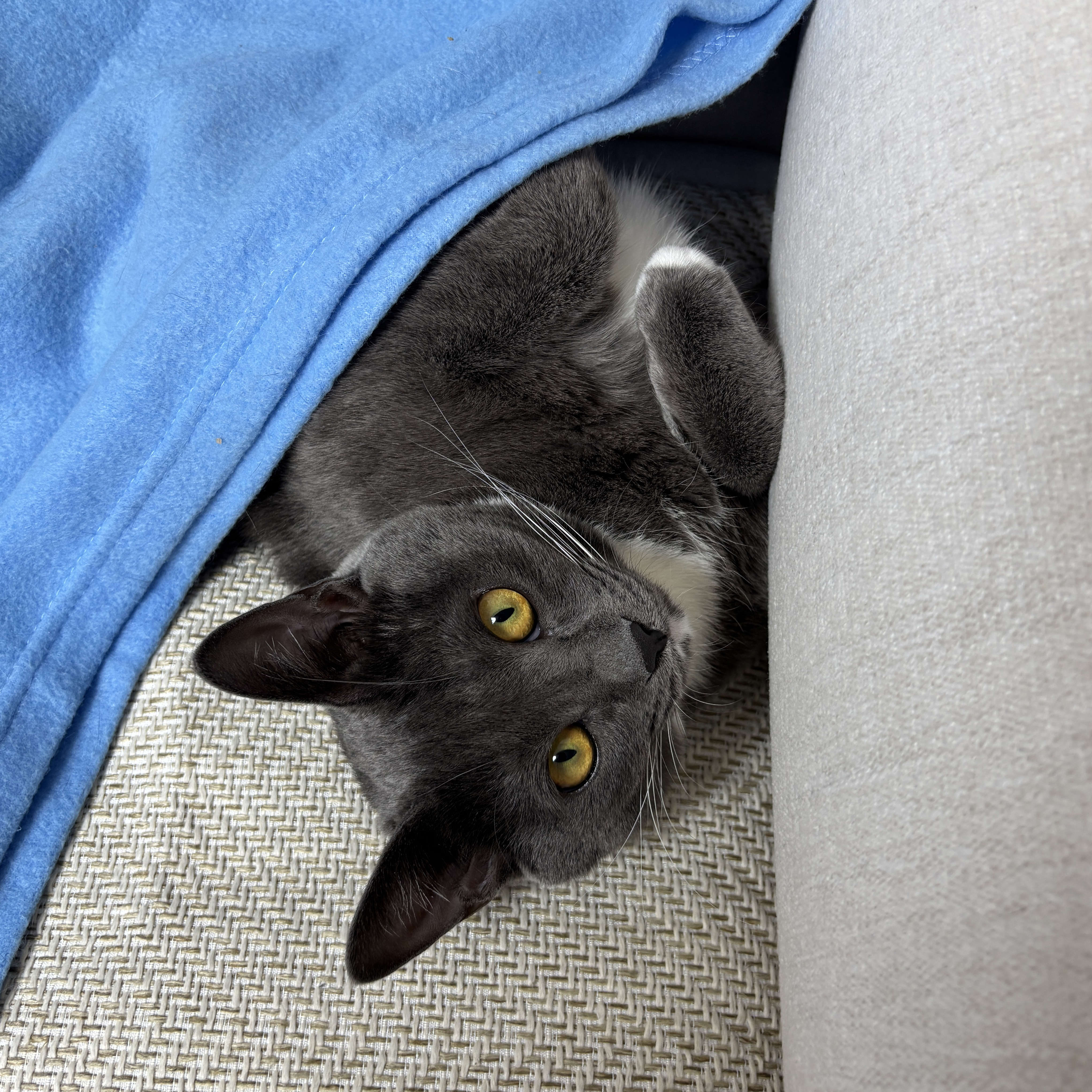 토란이(구 묘미) 입양 1년 후기