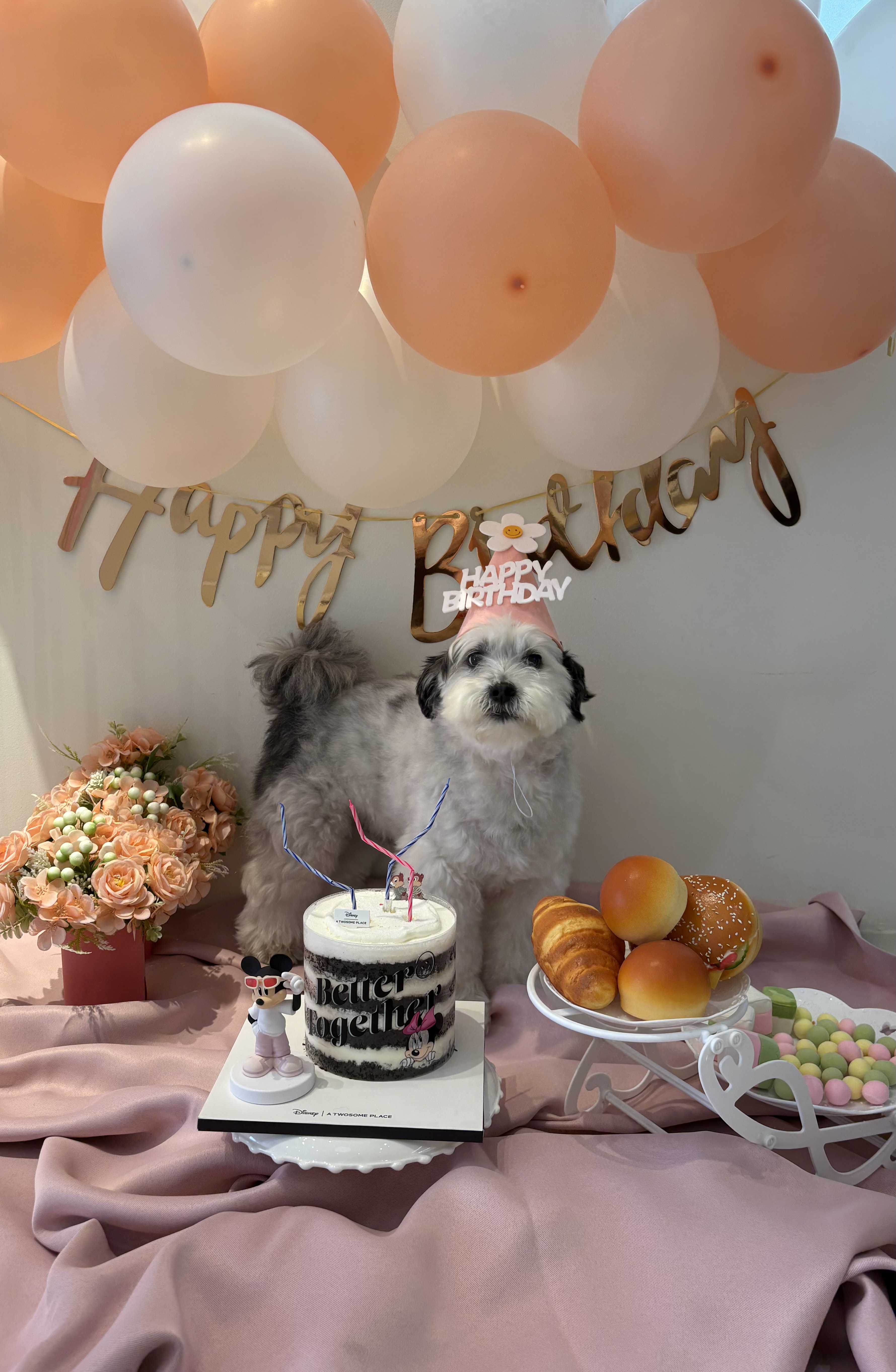 밀리(구 비뭉이) 입양 3주년 후기