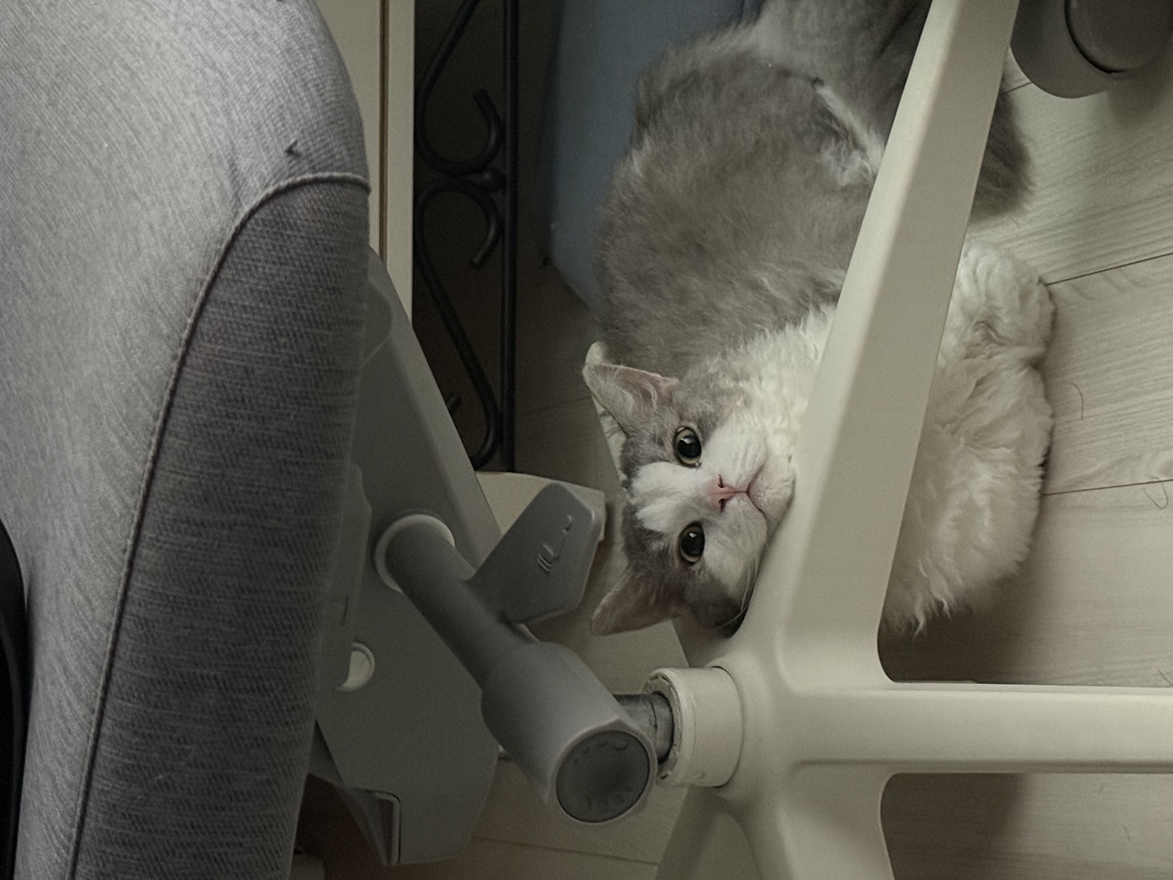 천사냥 단비(울산번식장 구조묘 몽땅이)와 6개월차 동거 후기