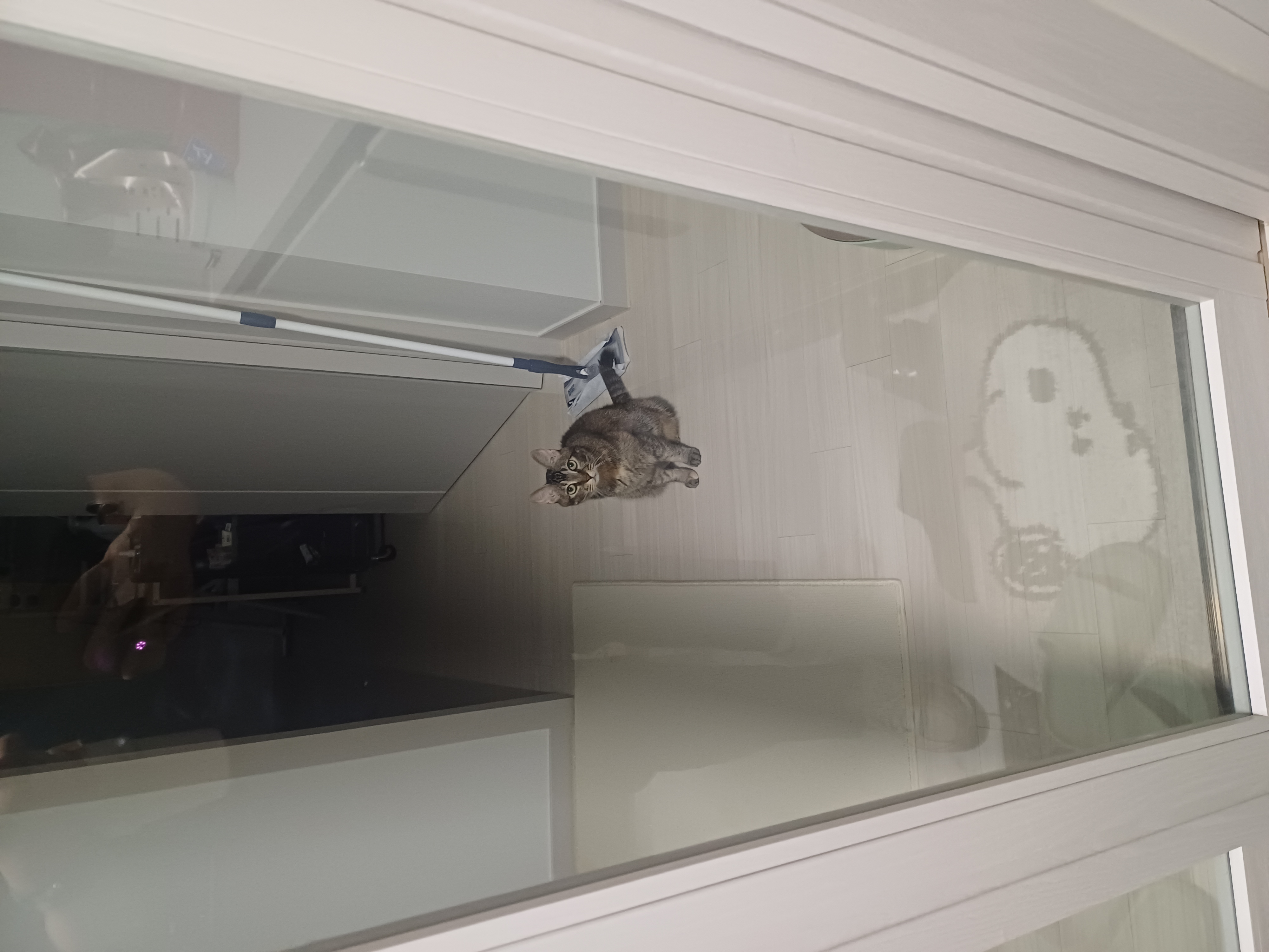 (현)후추 (구)마동이 한달 됐어요!