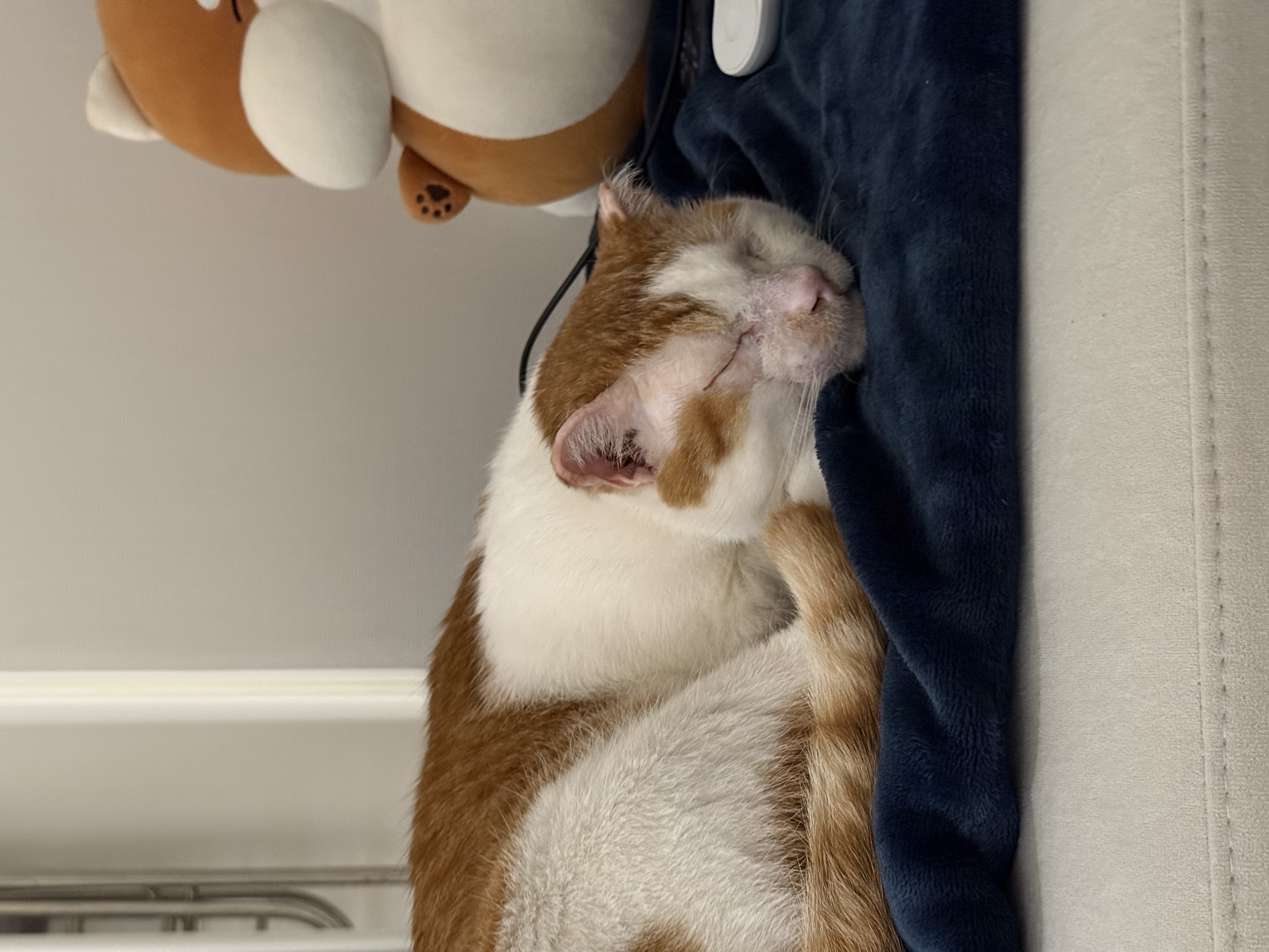 온샘이 입양 한달차 후기