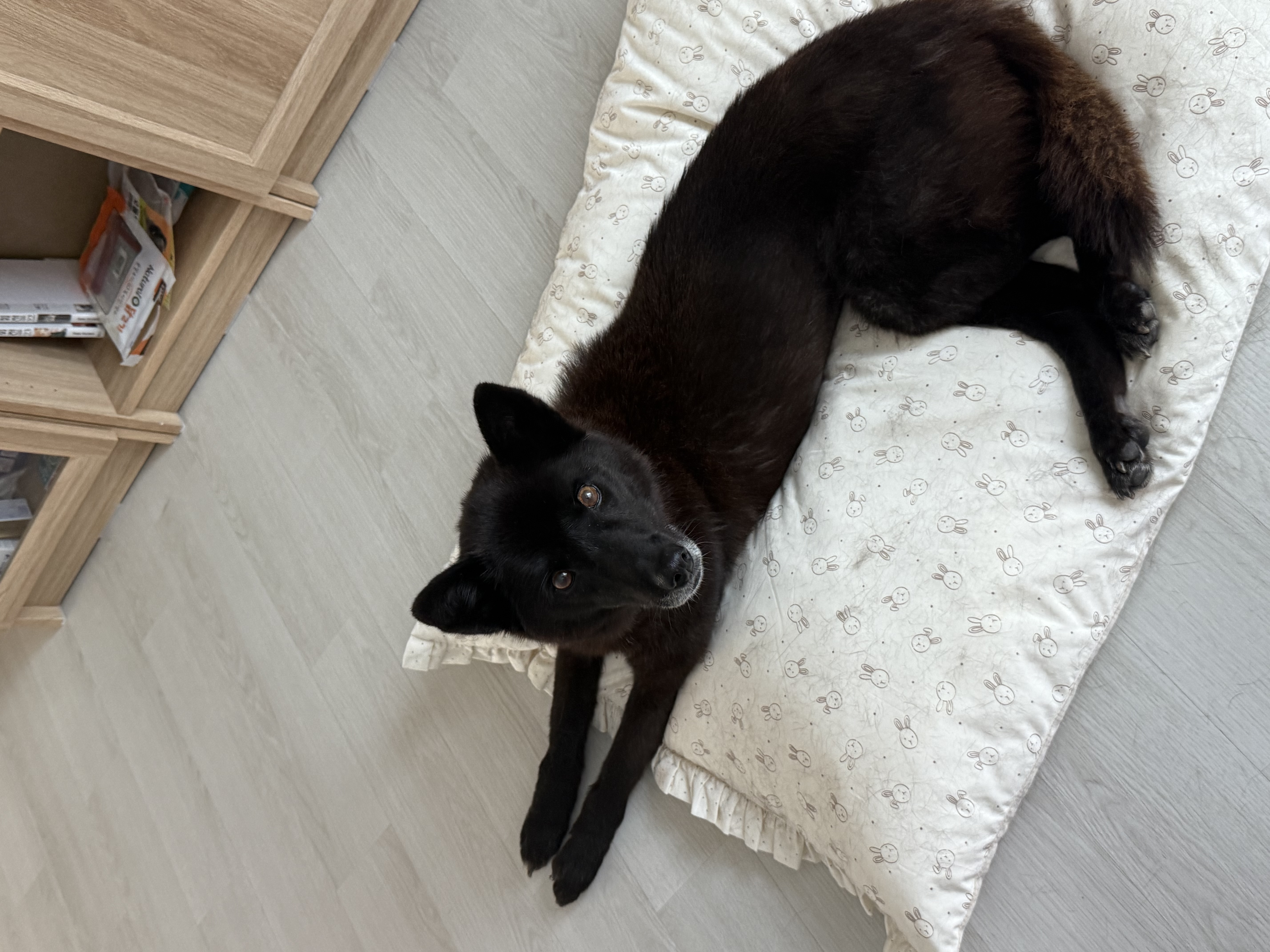 반달이의 즐거운 집생활