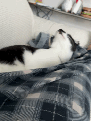 까망(오디) 입양 한달 후기