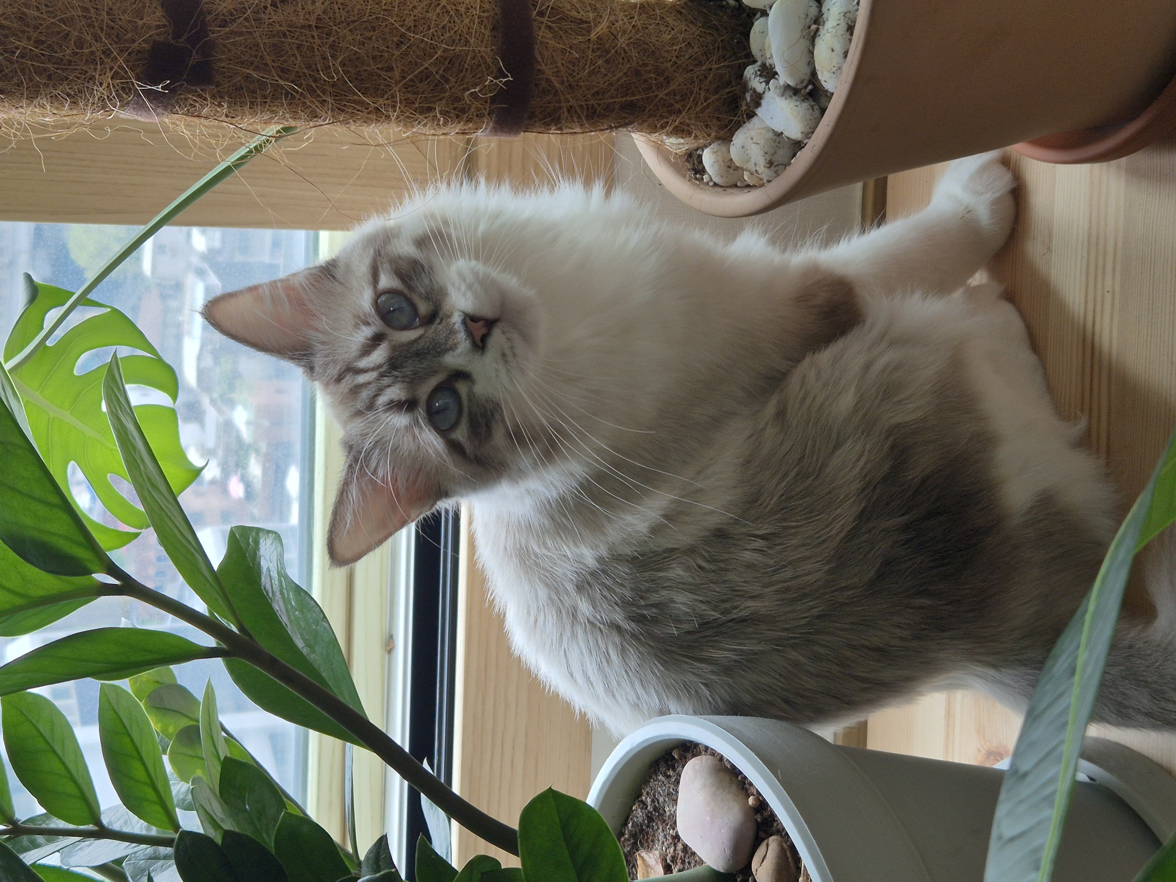 루나 (메리다) 6개월 입양후기