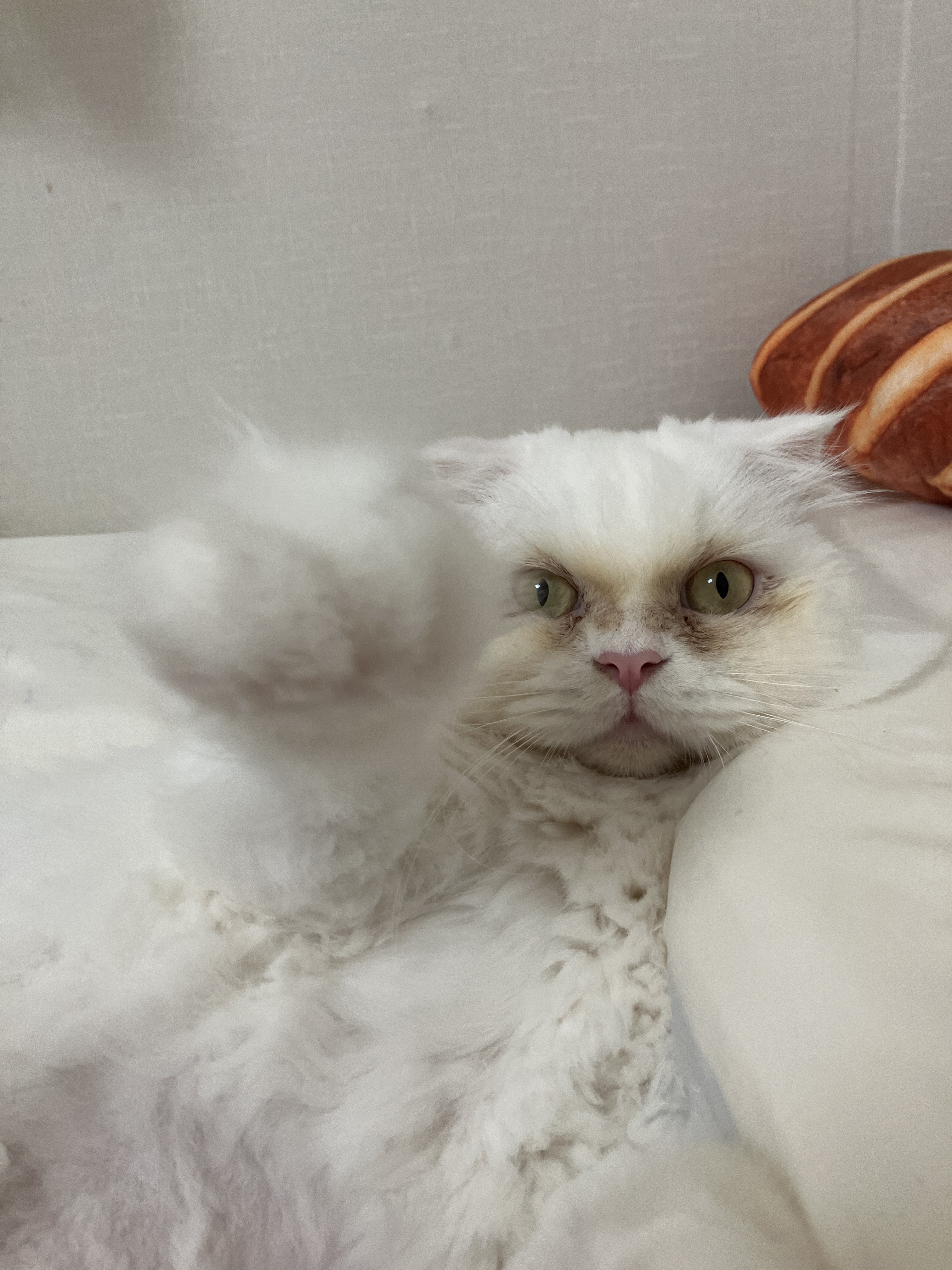 샤브(퉁퉁이)와의 1년