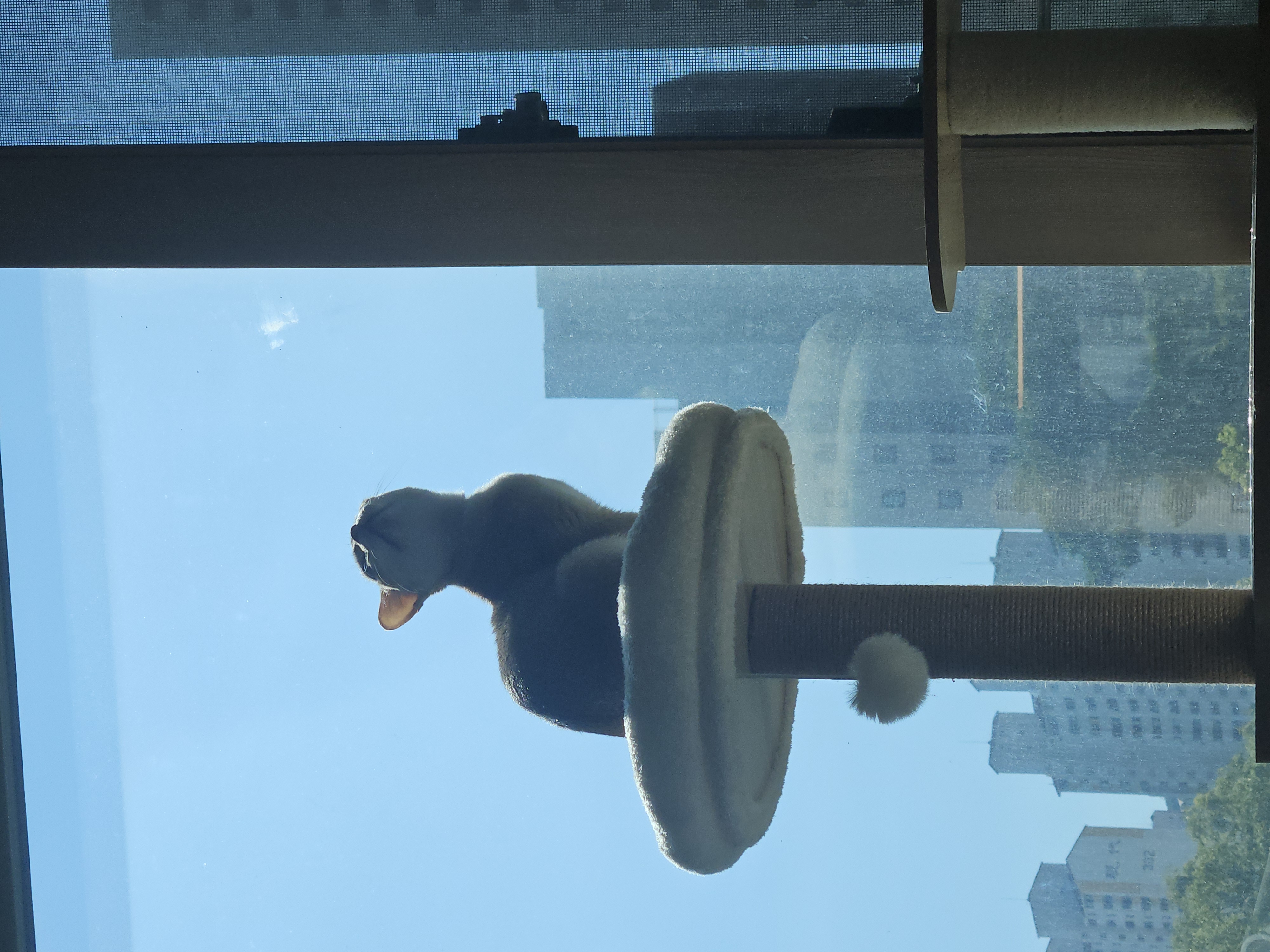 마리(저요) 뒤늦은3달차입양후기