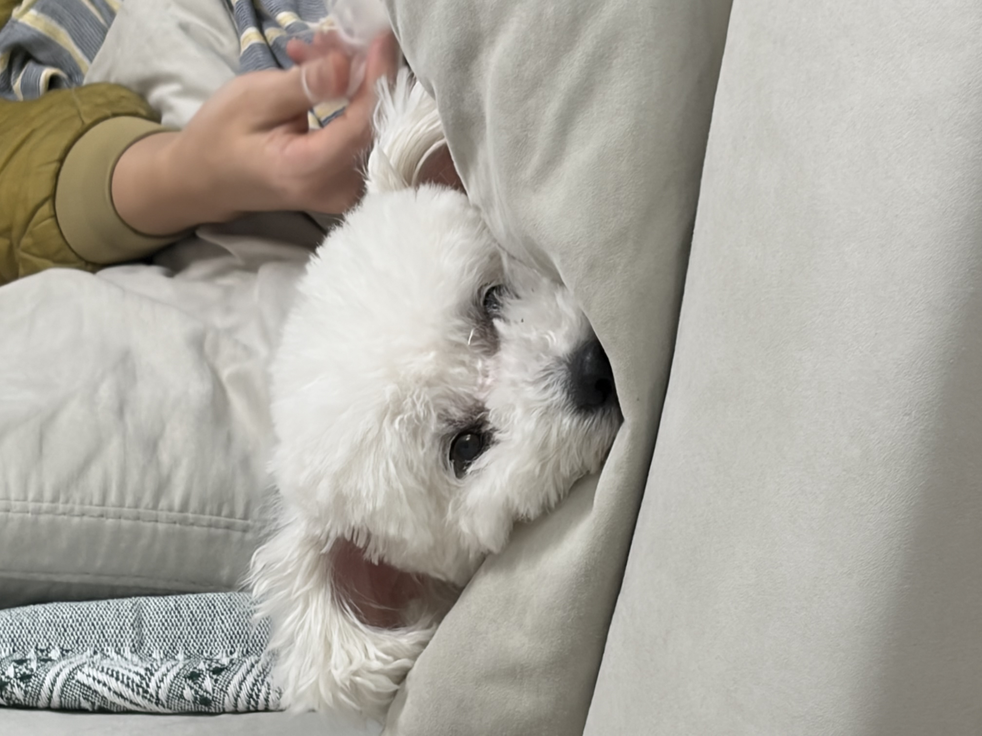 [동키/보령-99] 하남이 생일이 돌아왔어요!