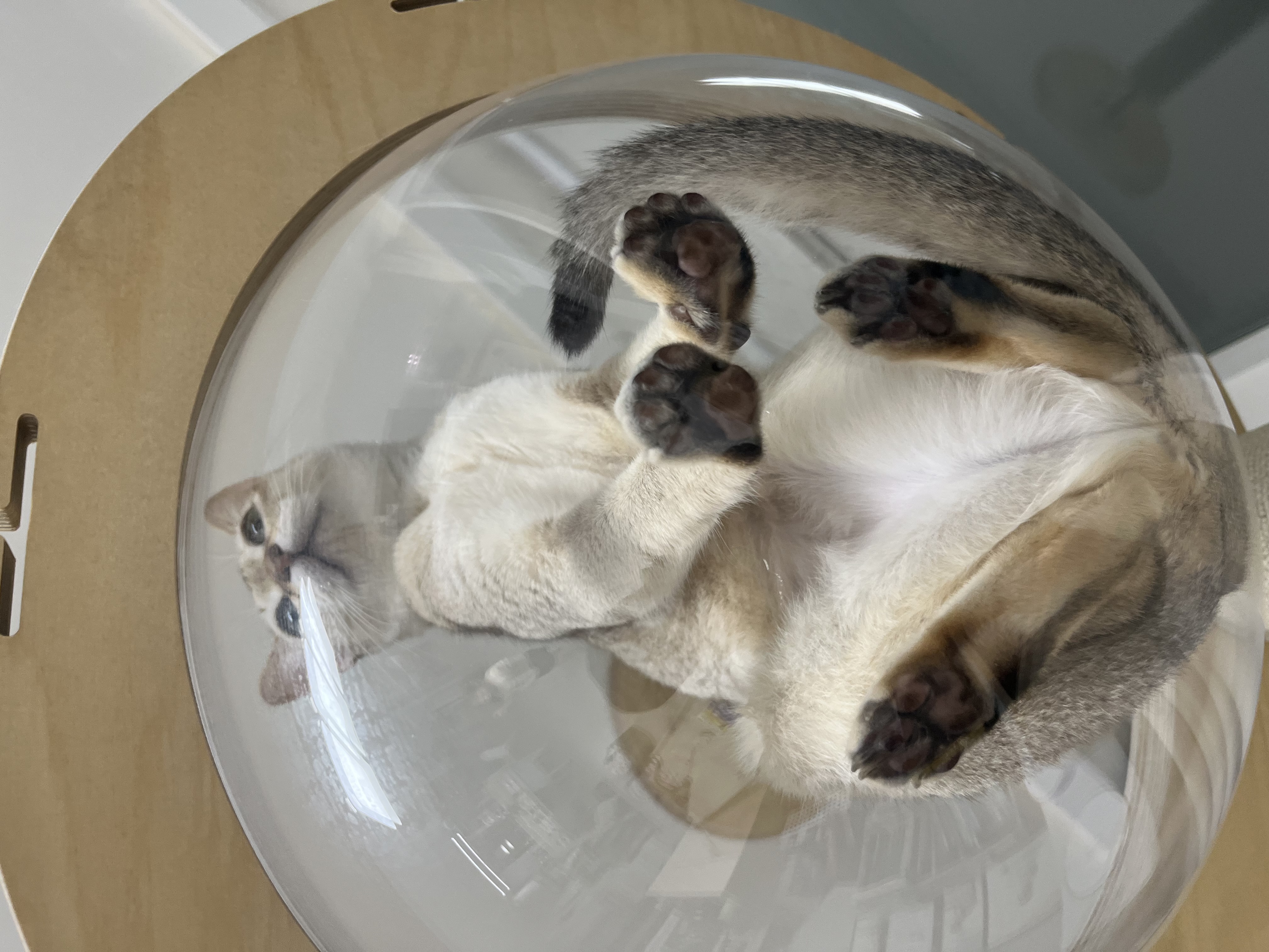 로즈(짜짜)와 함께 한 세 달