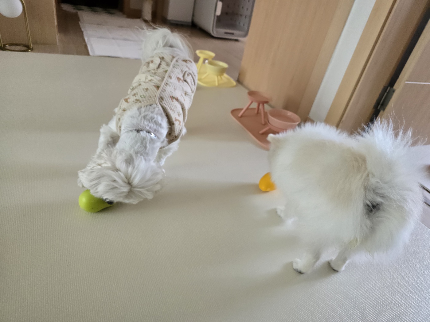 햇밤이와의 우리 세가족 이야기