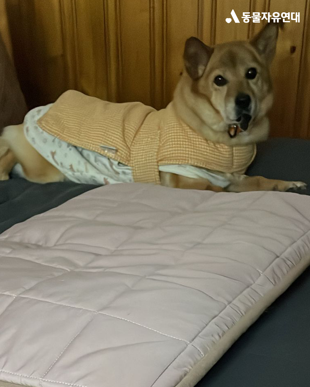 [해외입양] 캐나다 토론토에서 가족을 만난 '아장이'