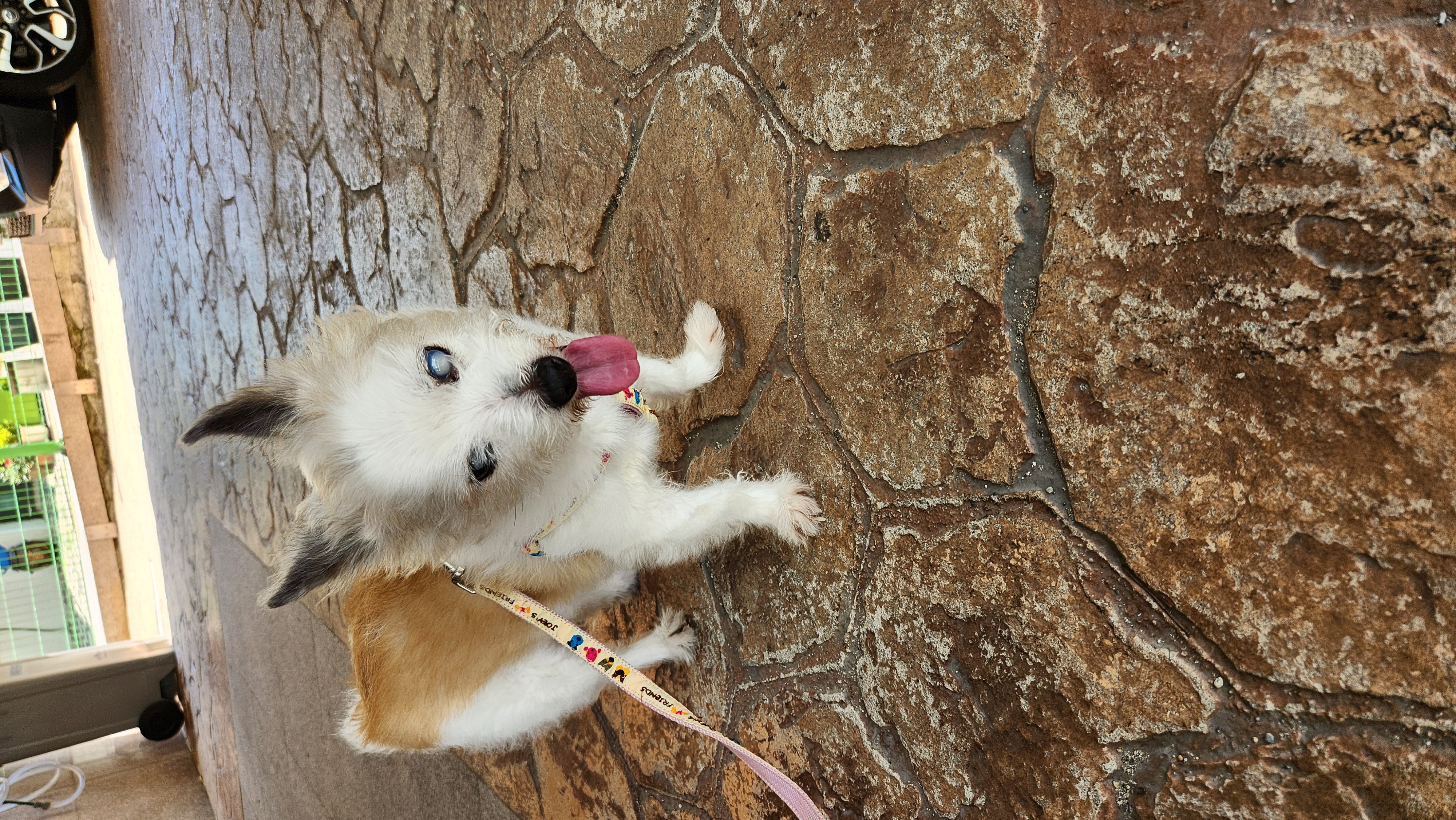 카이를 기억하실까요?