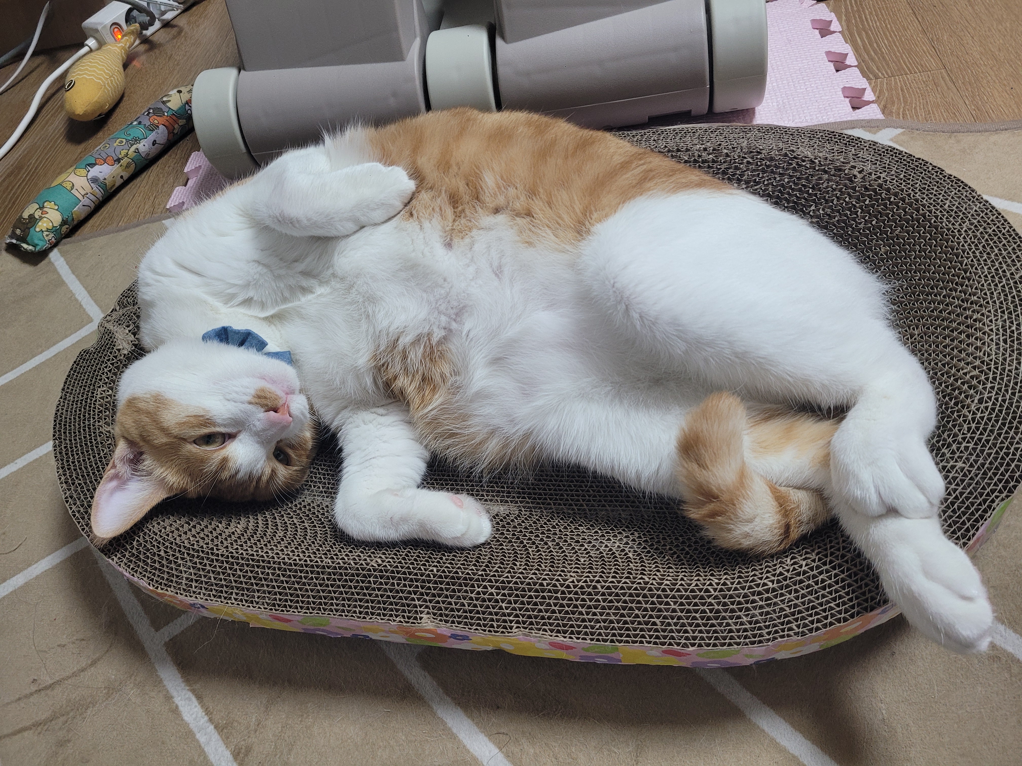 1년2개월후... 더 이뻐진 우리뀨리 