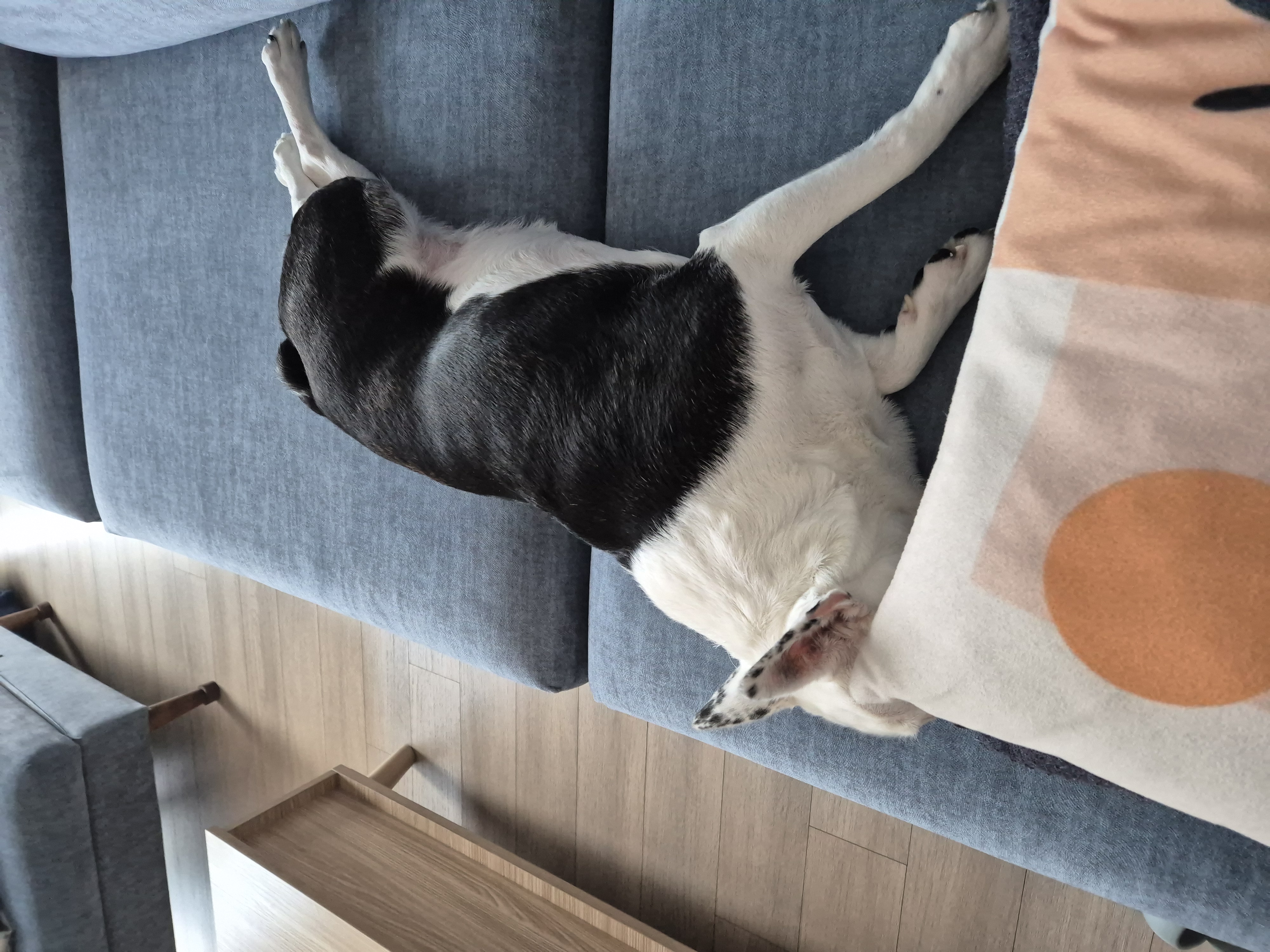 애둥이 근황^^ 오랜만이네요.