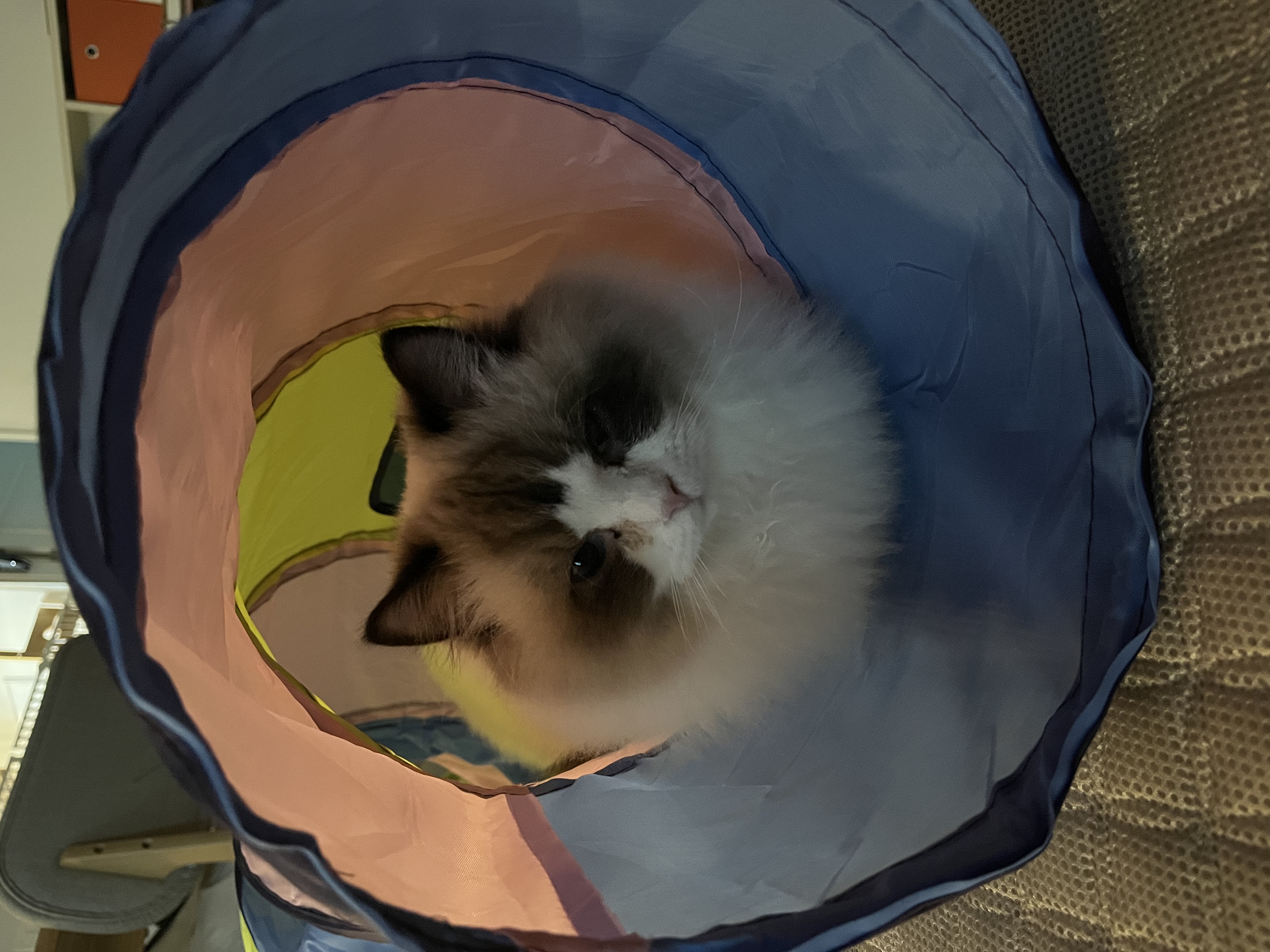 춘식(구 마루미) 1개월차