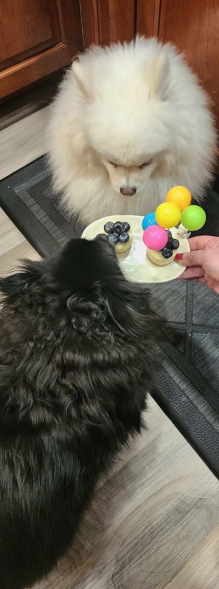 [해외입양] 캐나다 밴쿠버에서 전해온 '다롱이' 소식💌