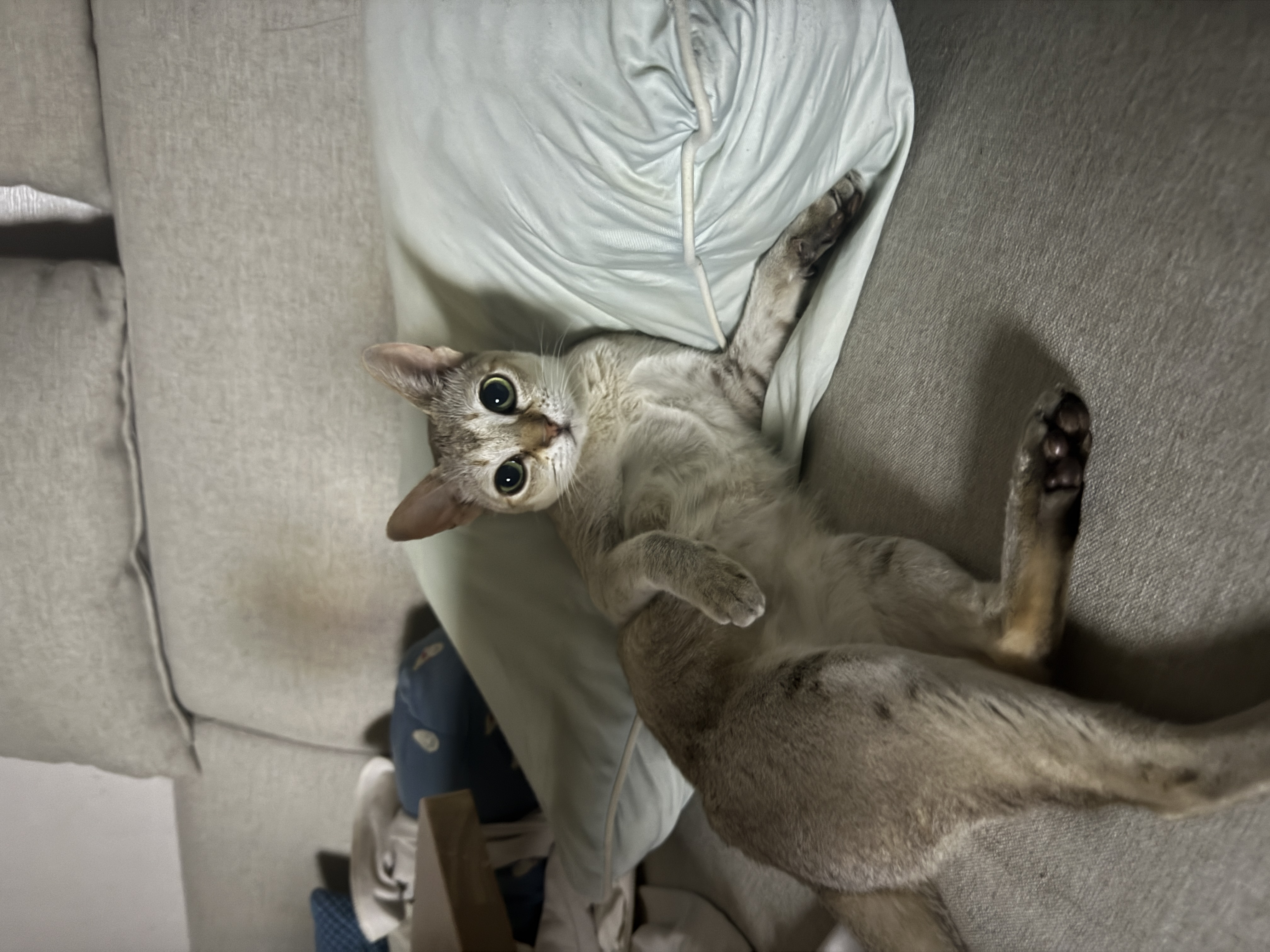 또봉이&#40;이요&#41;3개월 후기