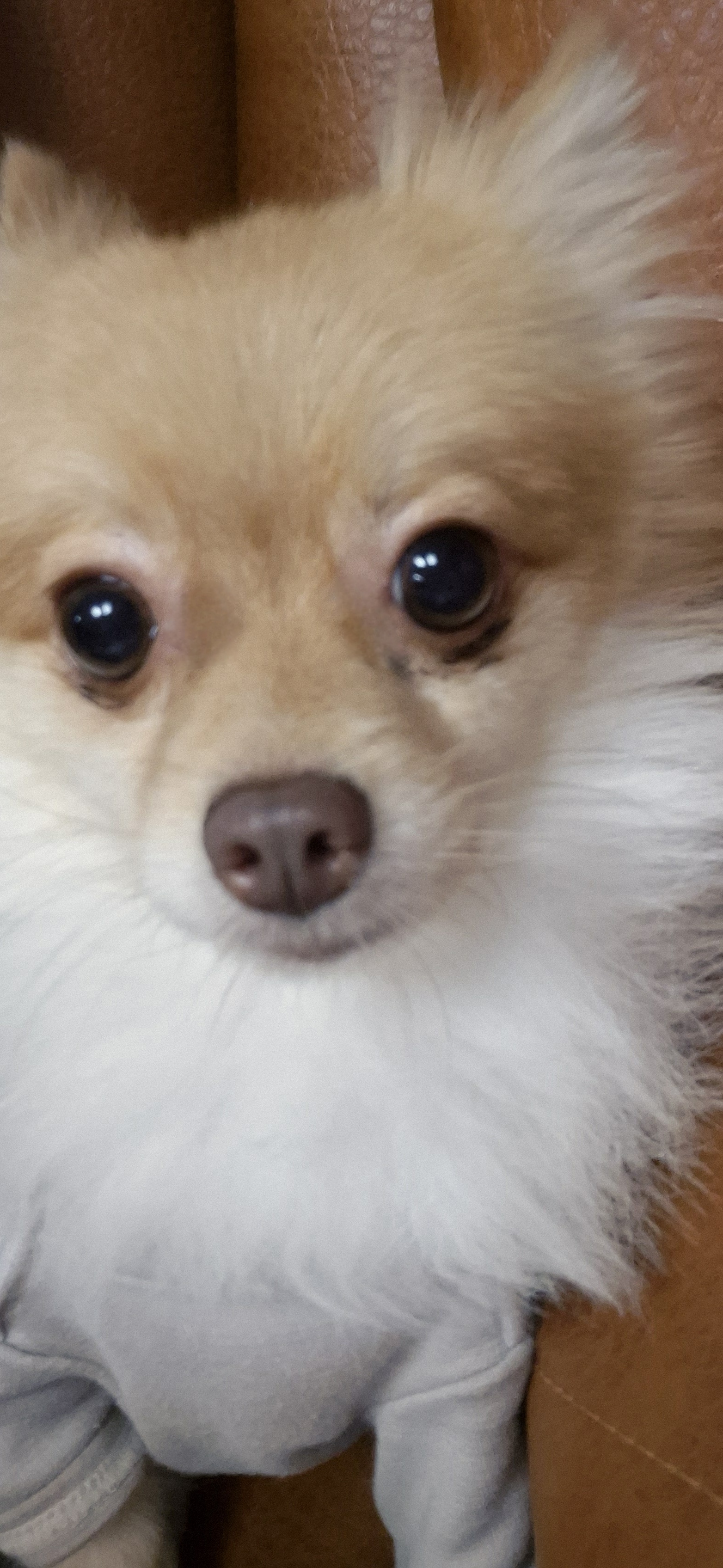 애니(여우) 입양 세 달 차