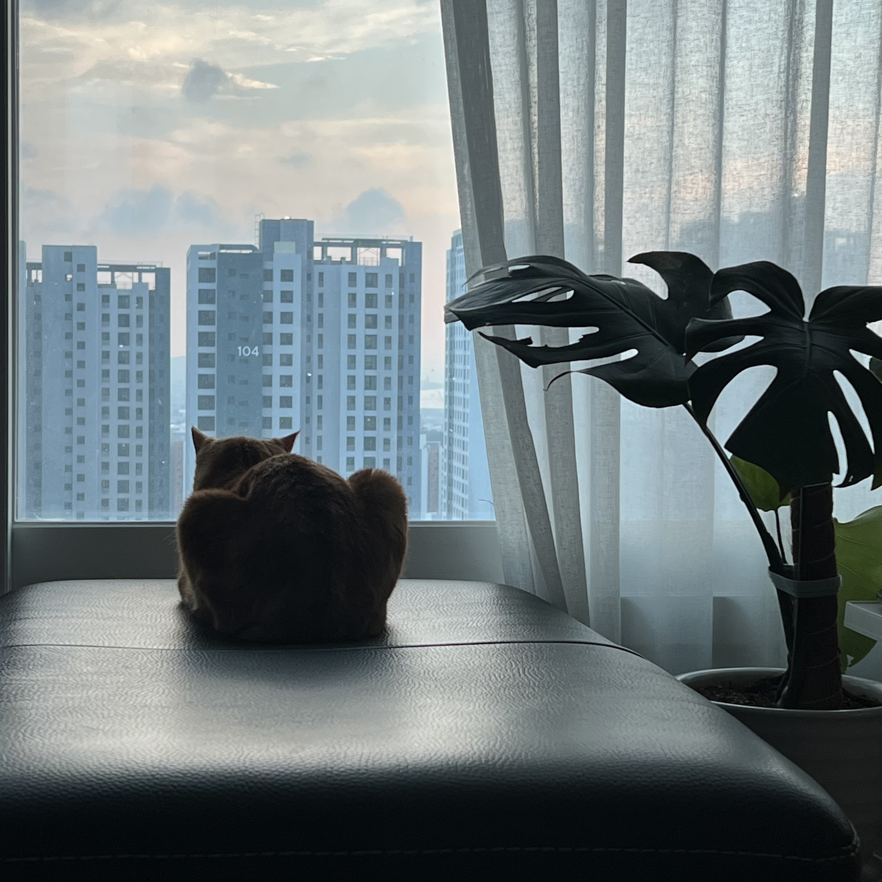 용식이 잘 지내고 있어요.