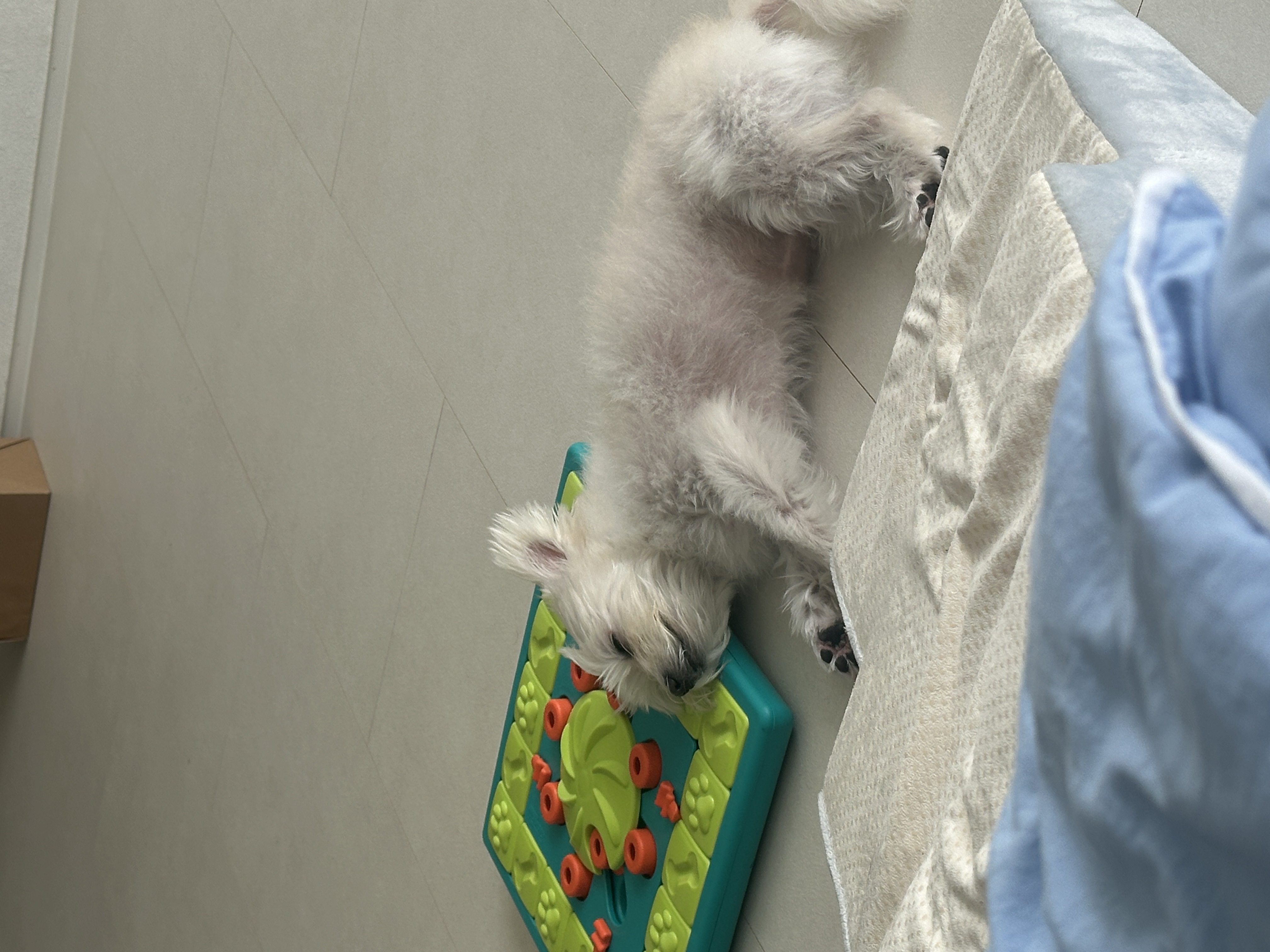 두리(소일이) 입양 3년차 이야기