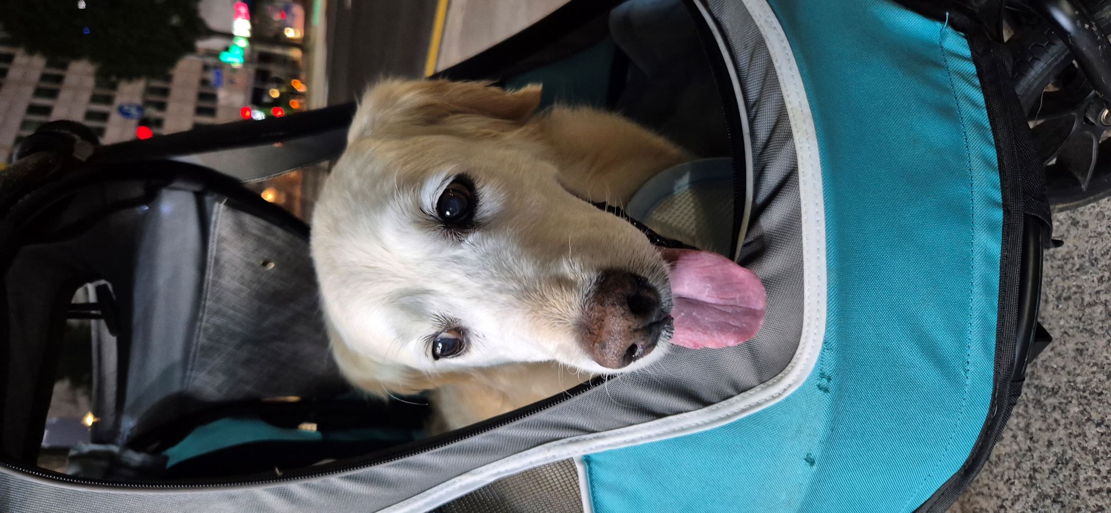 (호박) 호박이가 혼자 소풍을 떠났습니다.