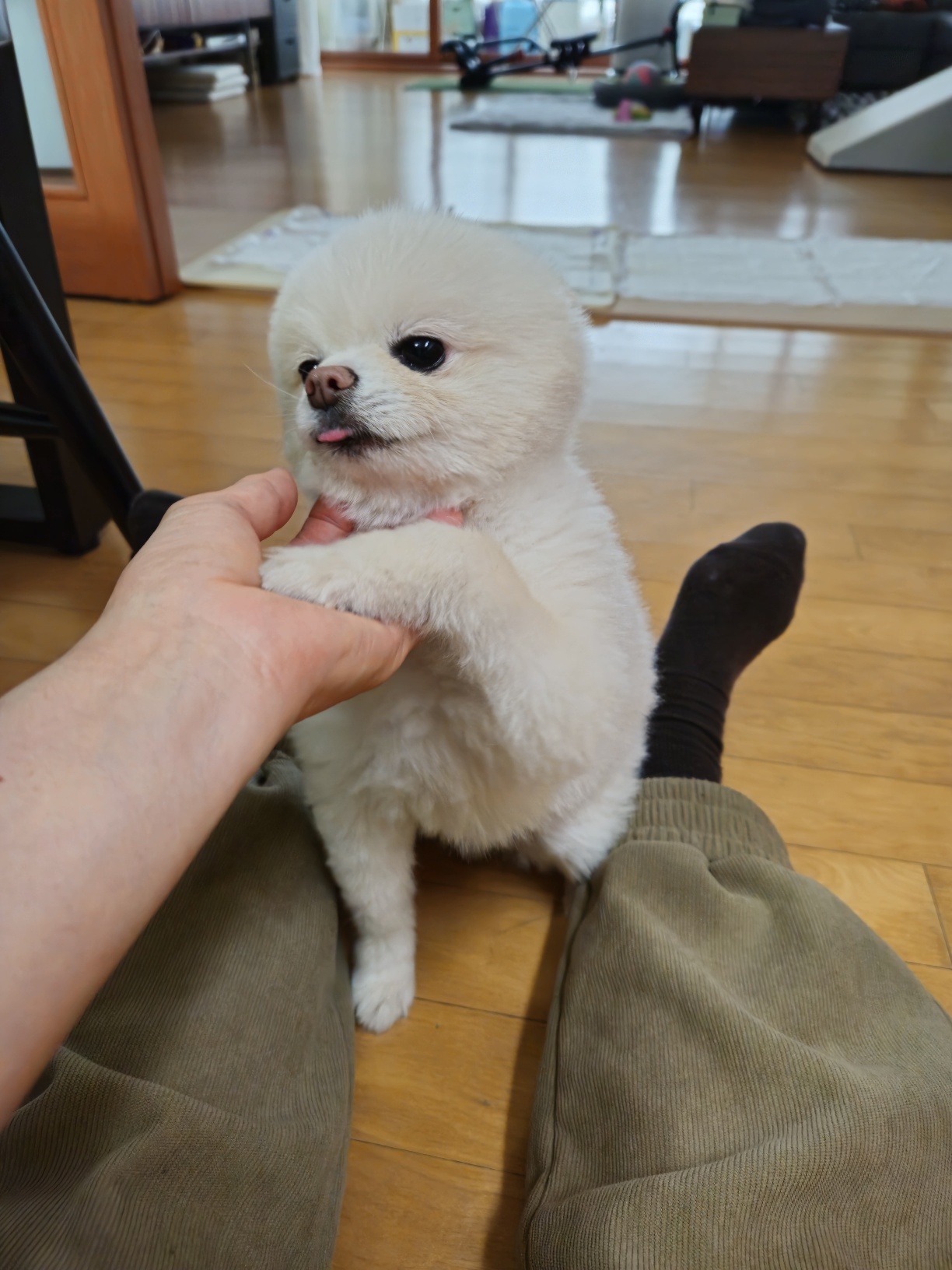 나루(빙봉) 3개월차 입양 후기