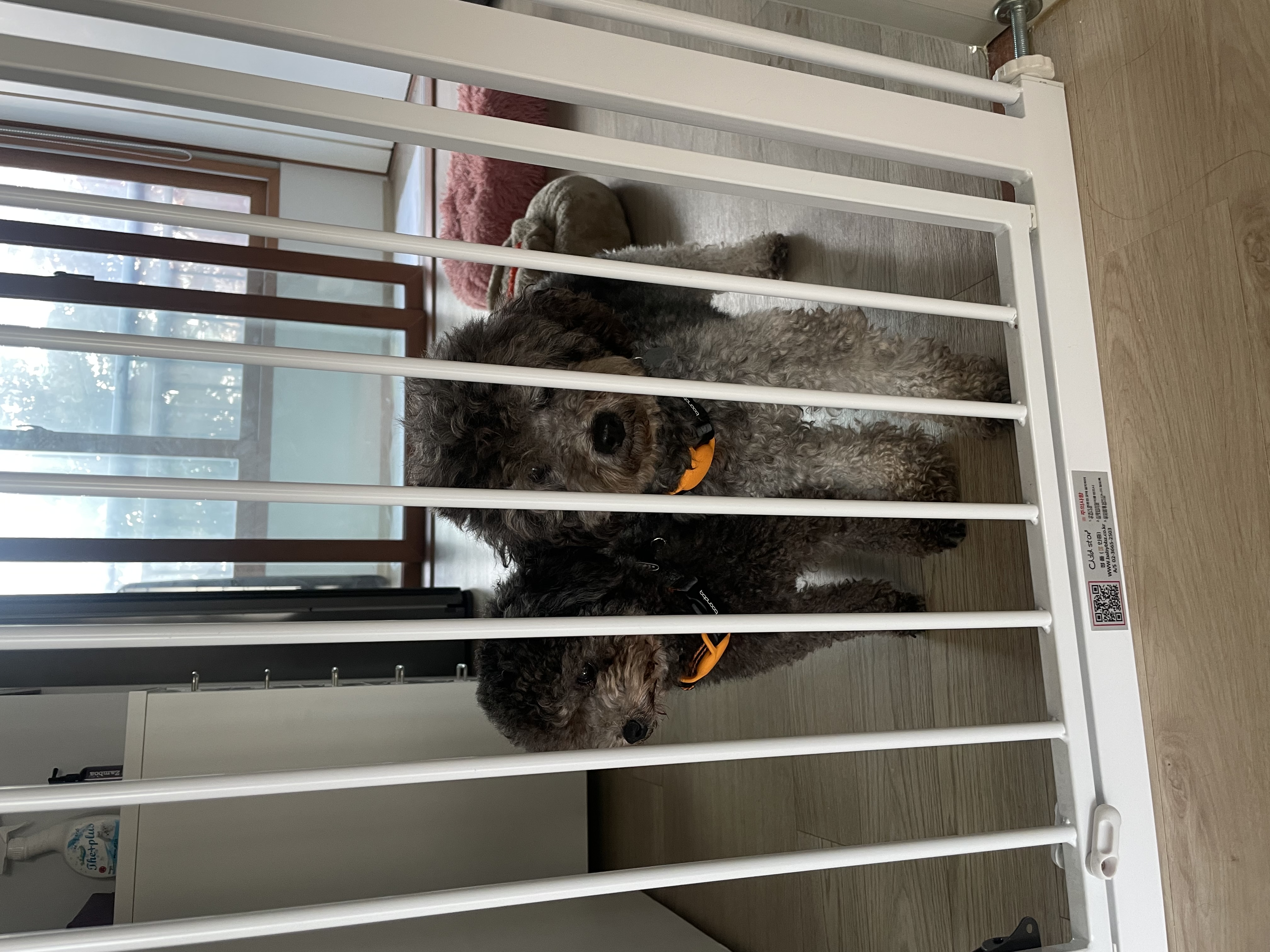 모리 입양 & 모찌 (이전 지그) 임시보호 후기 입니다.