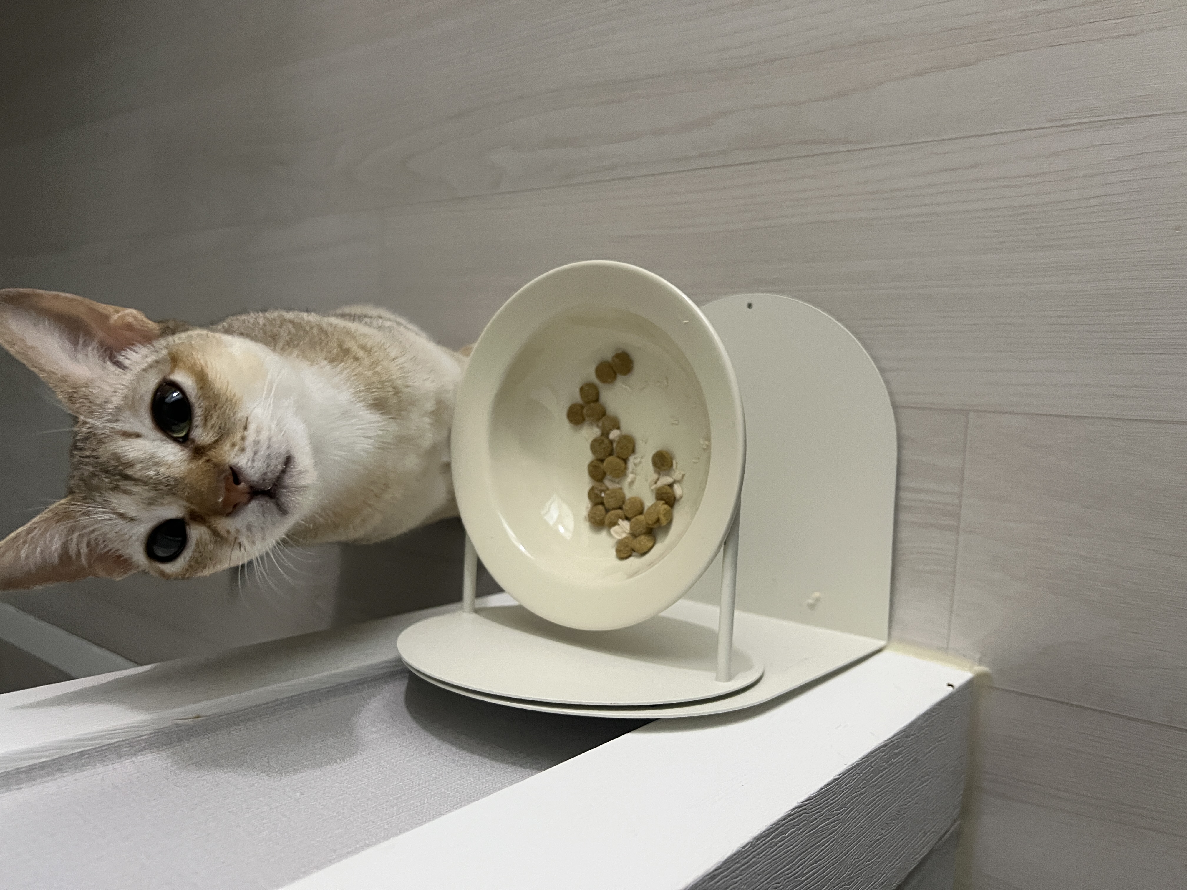 로즈(짜짜)와 함께 한 세 달