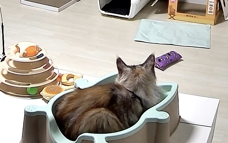백호야(이쿤이) 한달 후기