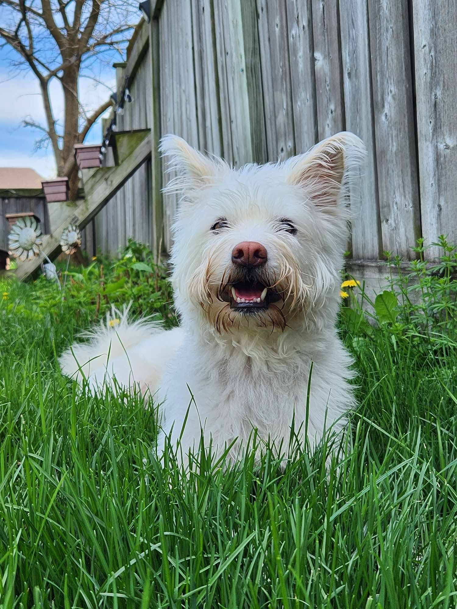 [해외입양] 캐나다 토론에서 전해온 '백이' 소식💌