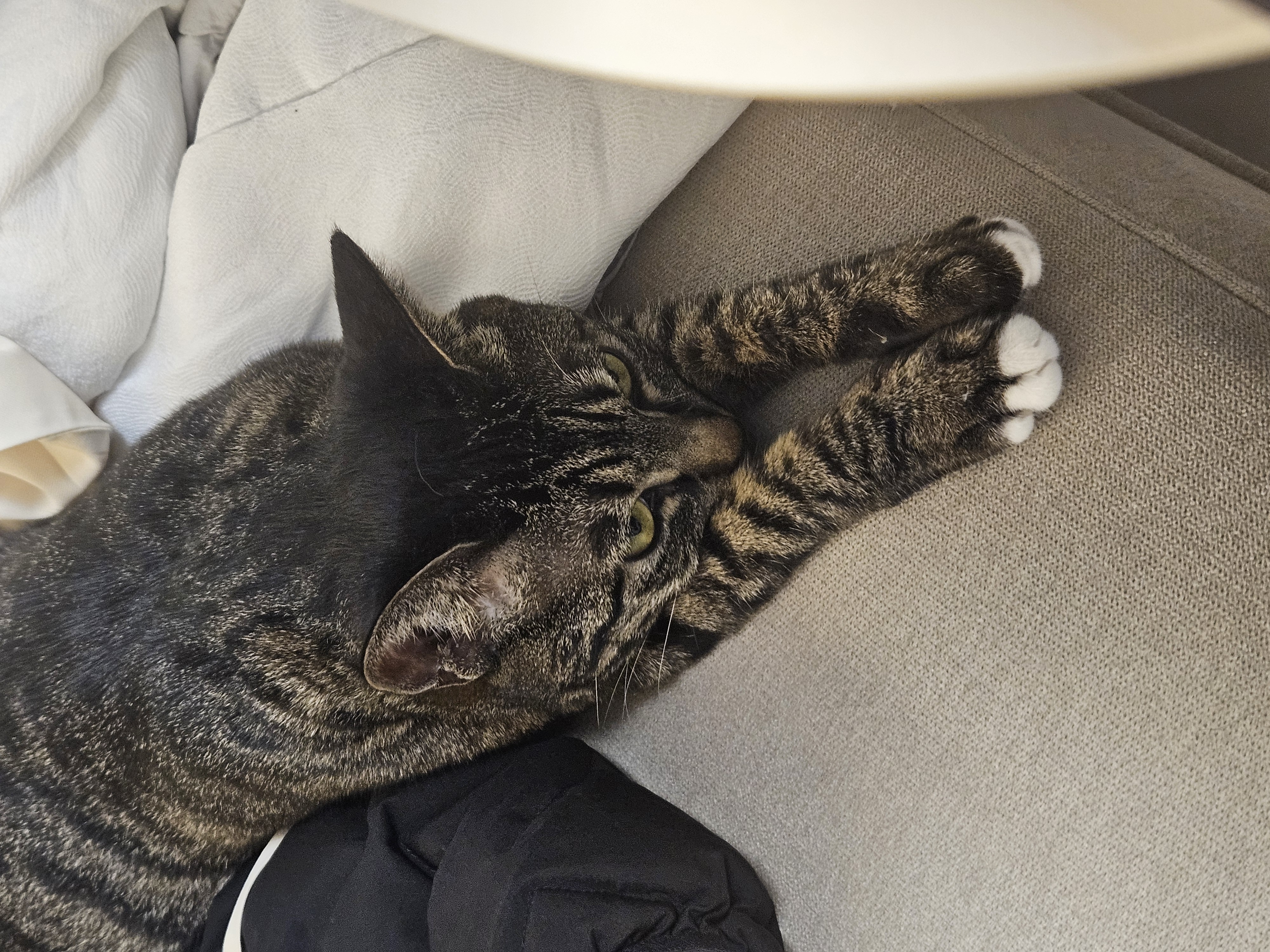 나린이(현 다미) 입양 2년차 후기