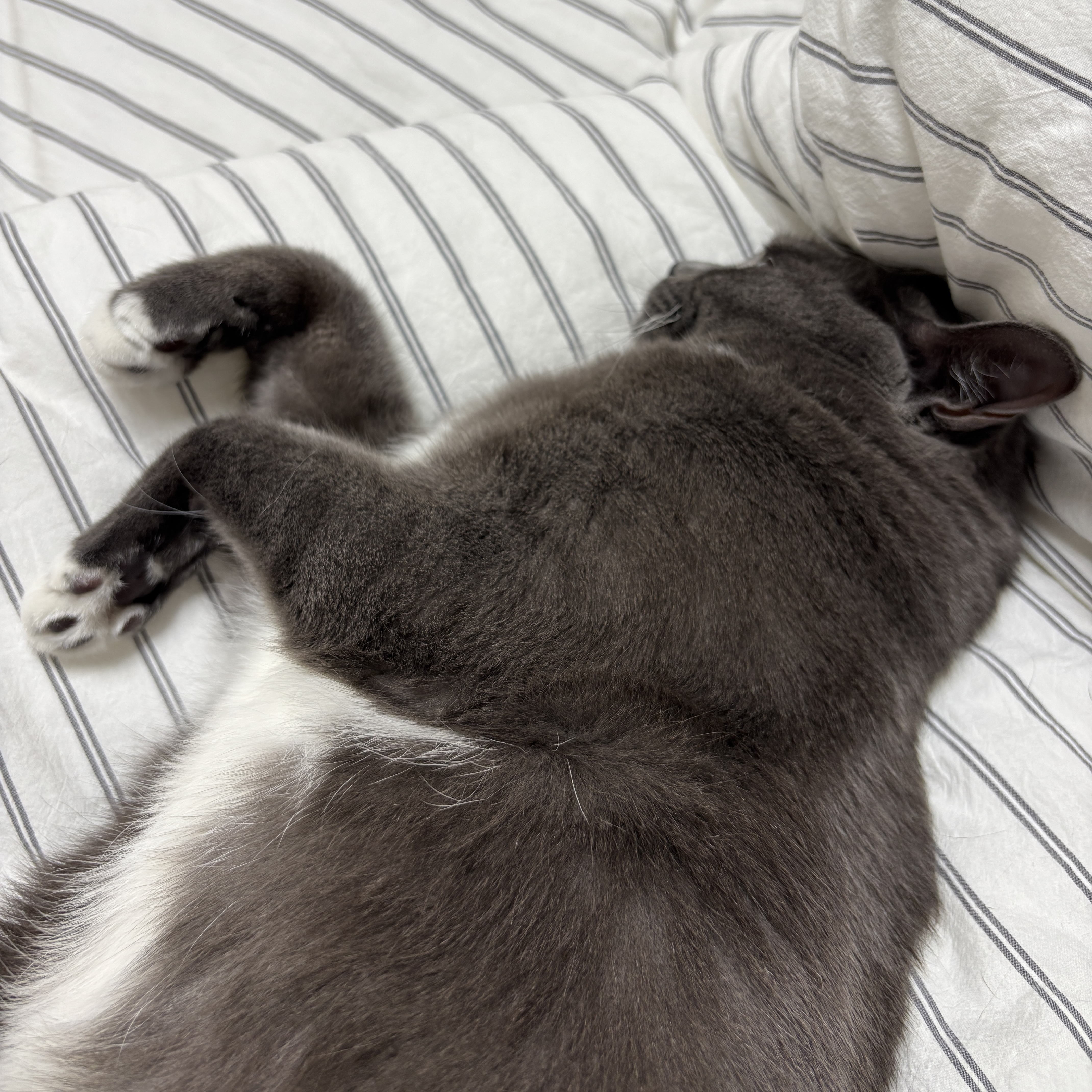 토란이(구 묘미) 입양 1년 후기