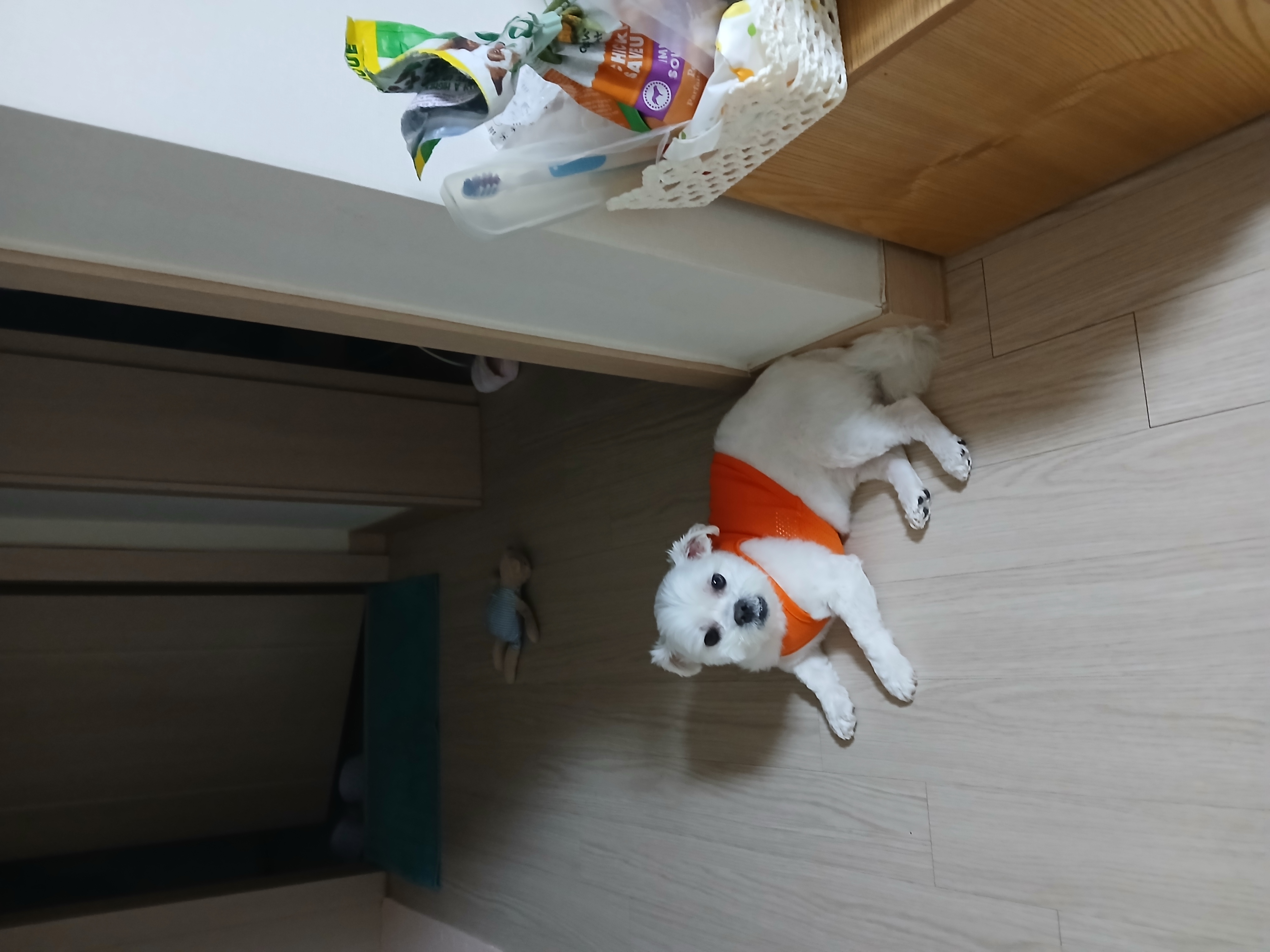 썬(포치)의 인생4년차