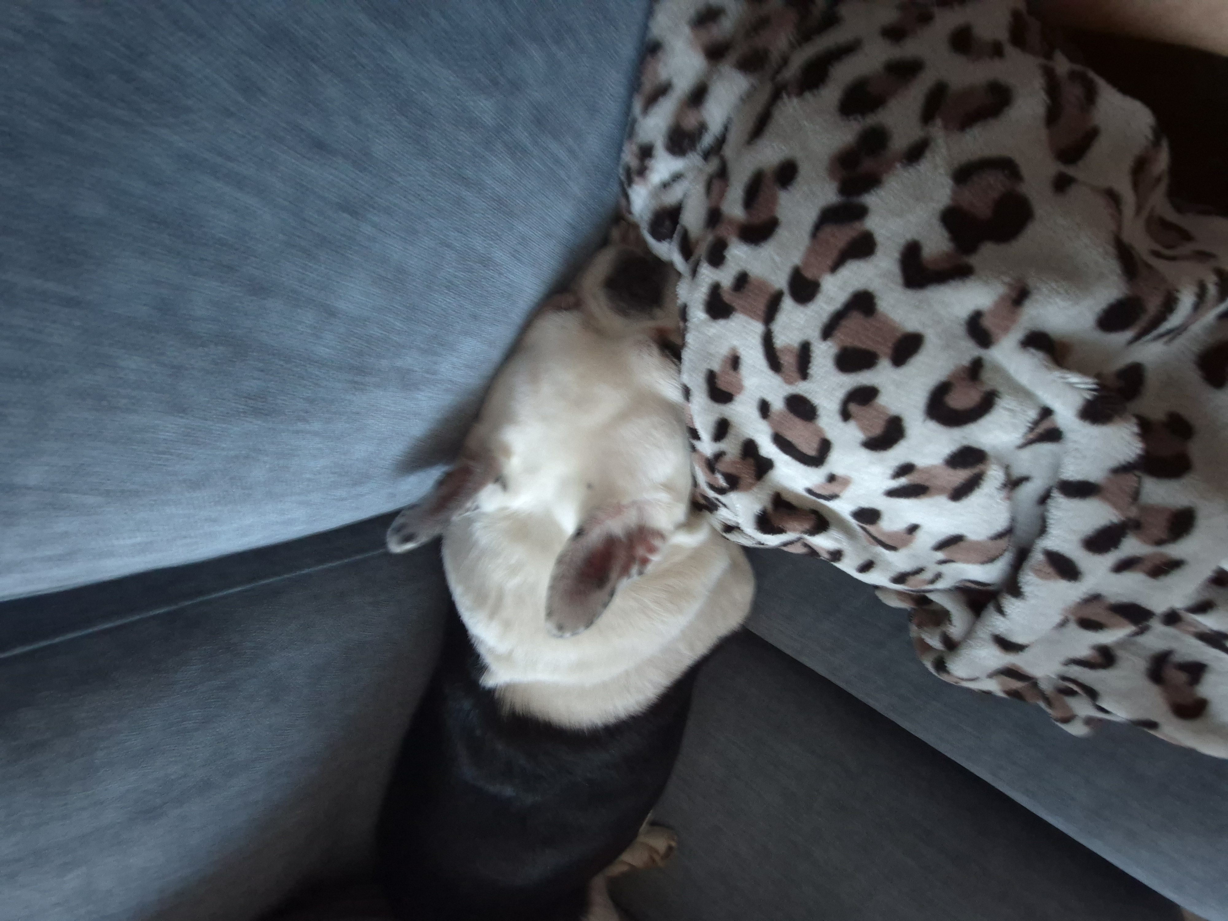 애둥이 근황^^ 오랜만이네요.