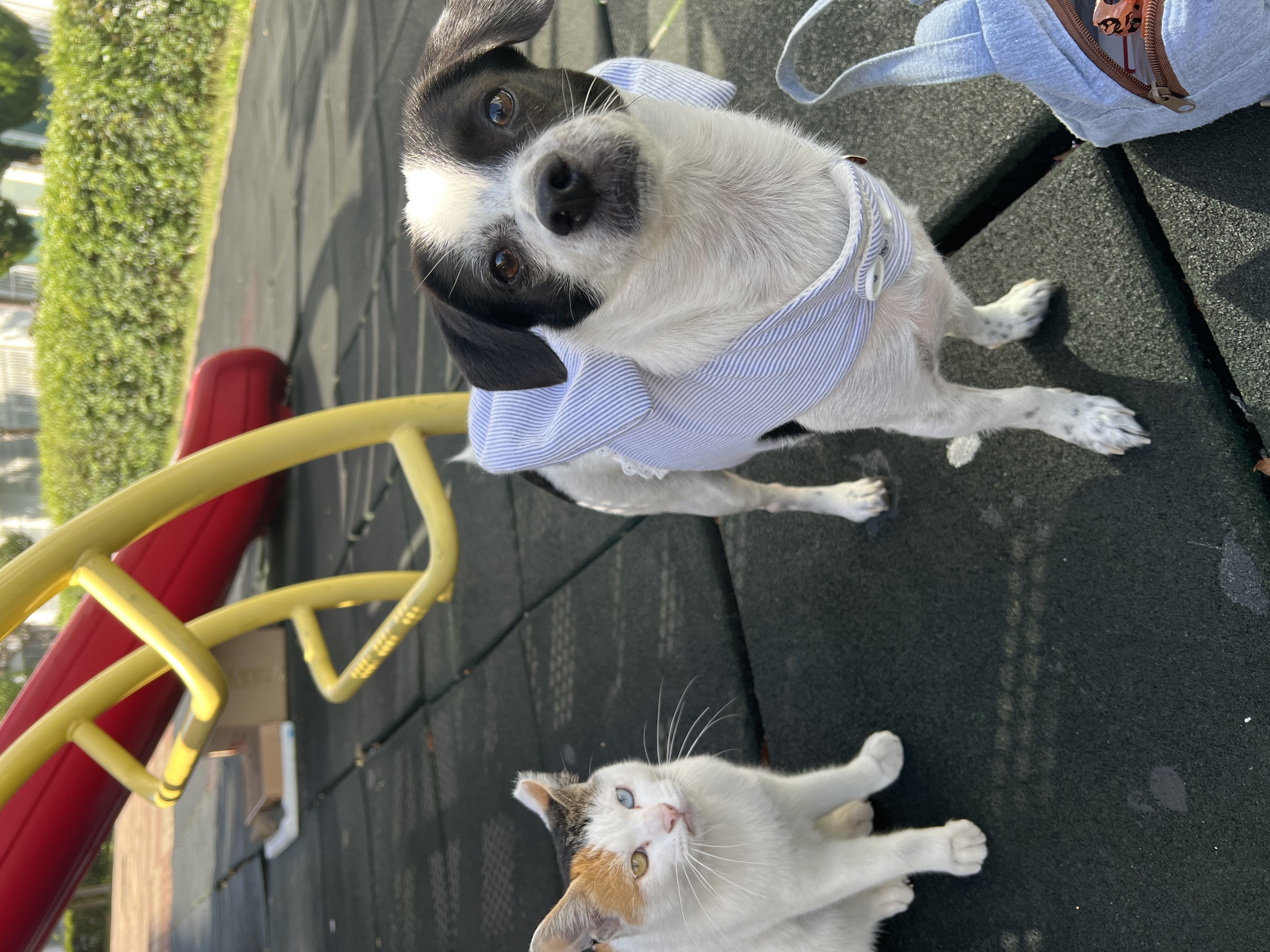 아키(구 하얀이)와 가족이 된지 4년이 됐어요