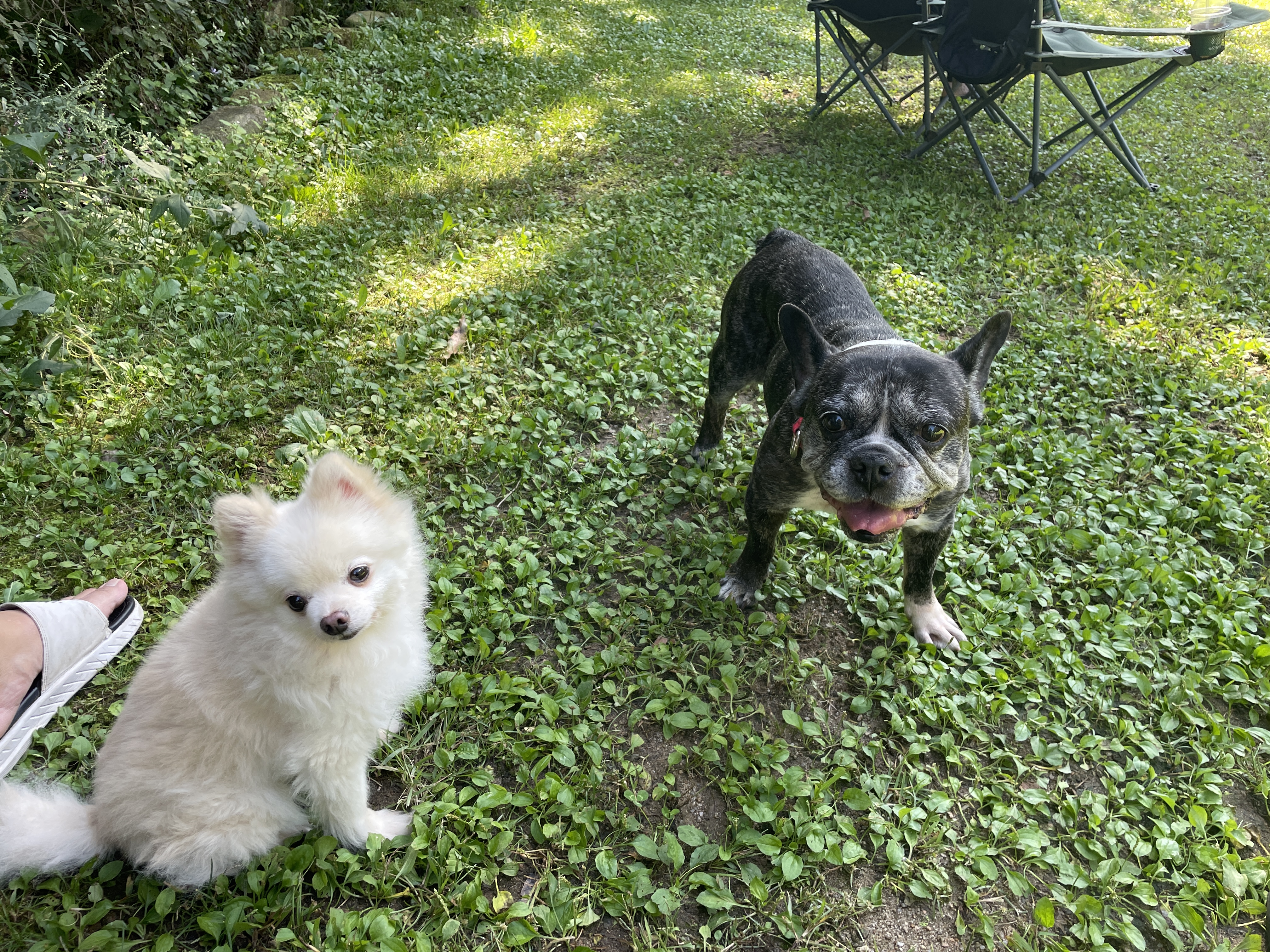 호이 입양 일기와 뽀아 임보 일기 