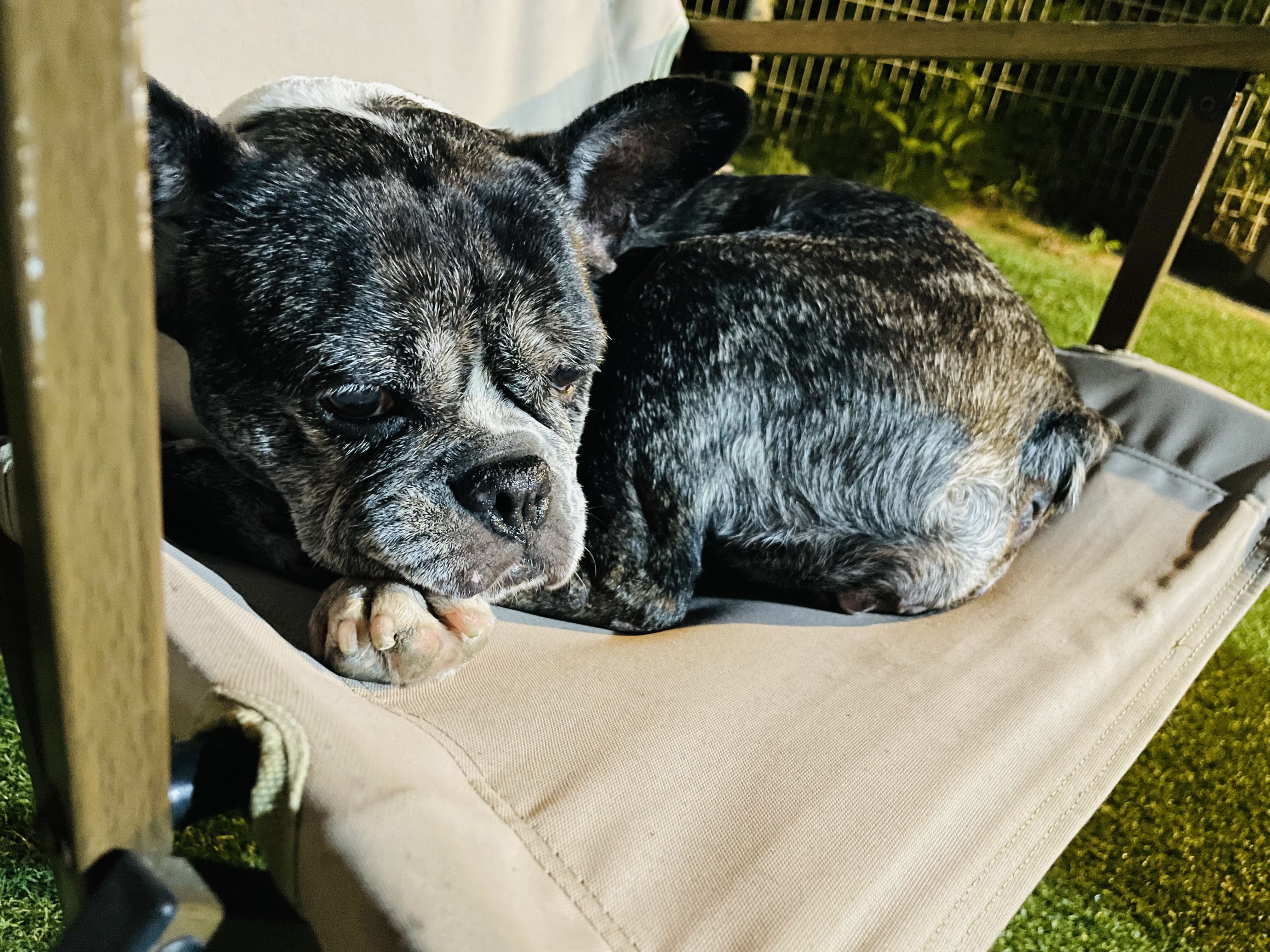 호이 입양 일기와 뽀아 임보 일기 