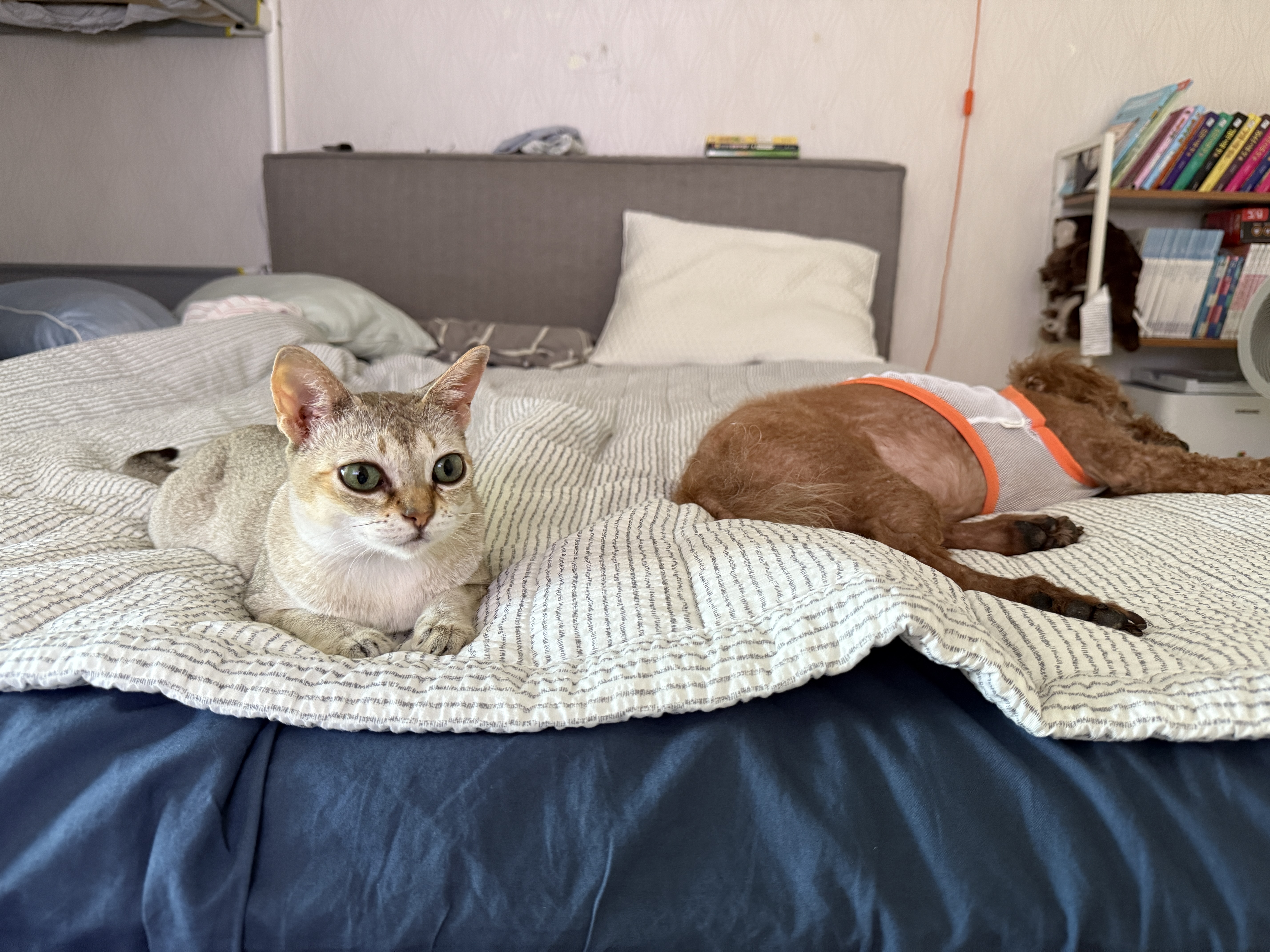 또봉이&#40;이요&#41;3개월 후기