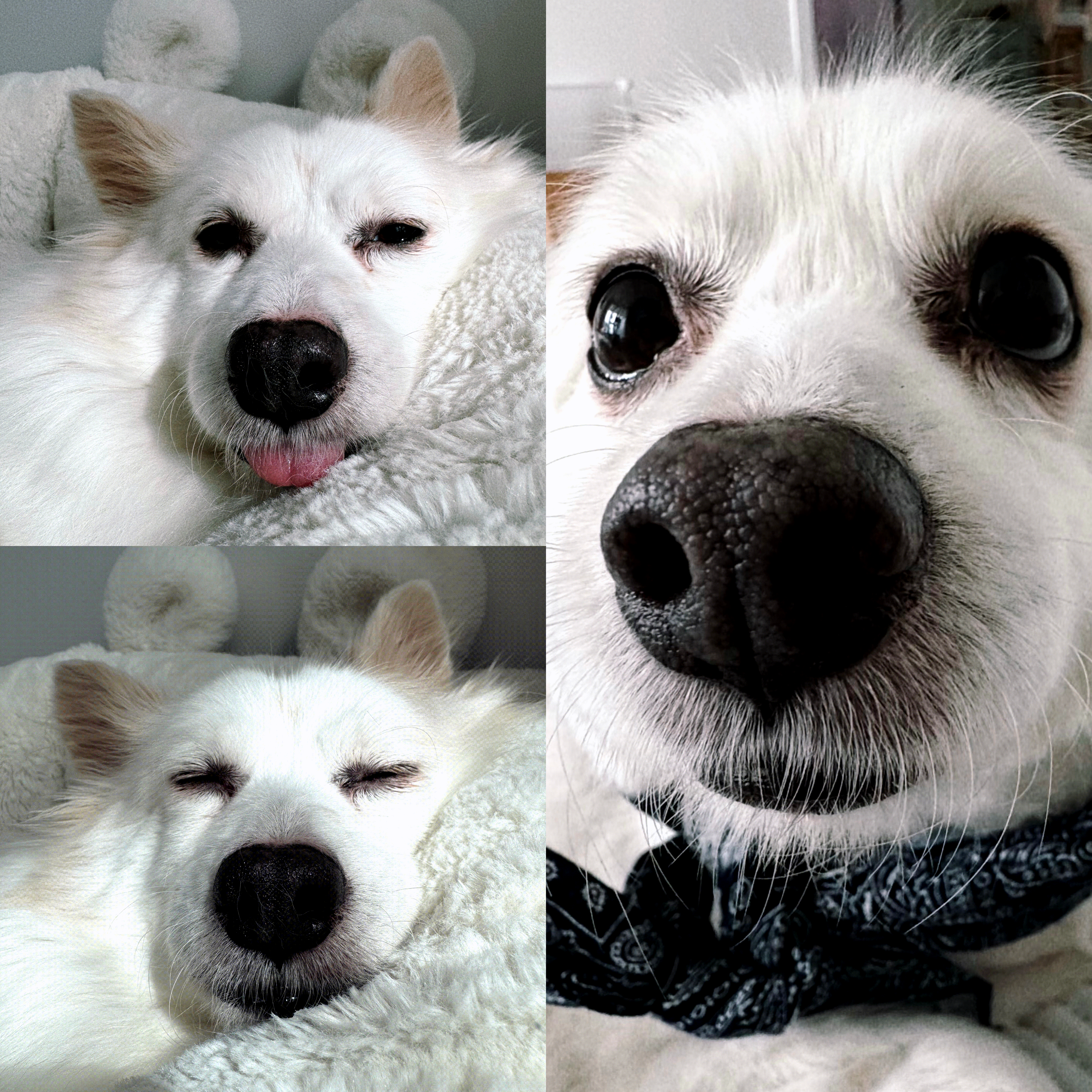 ❤️앵두와 함께한지 벌써 5년❤️