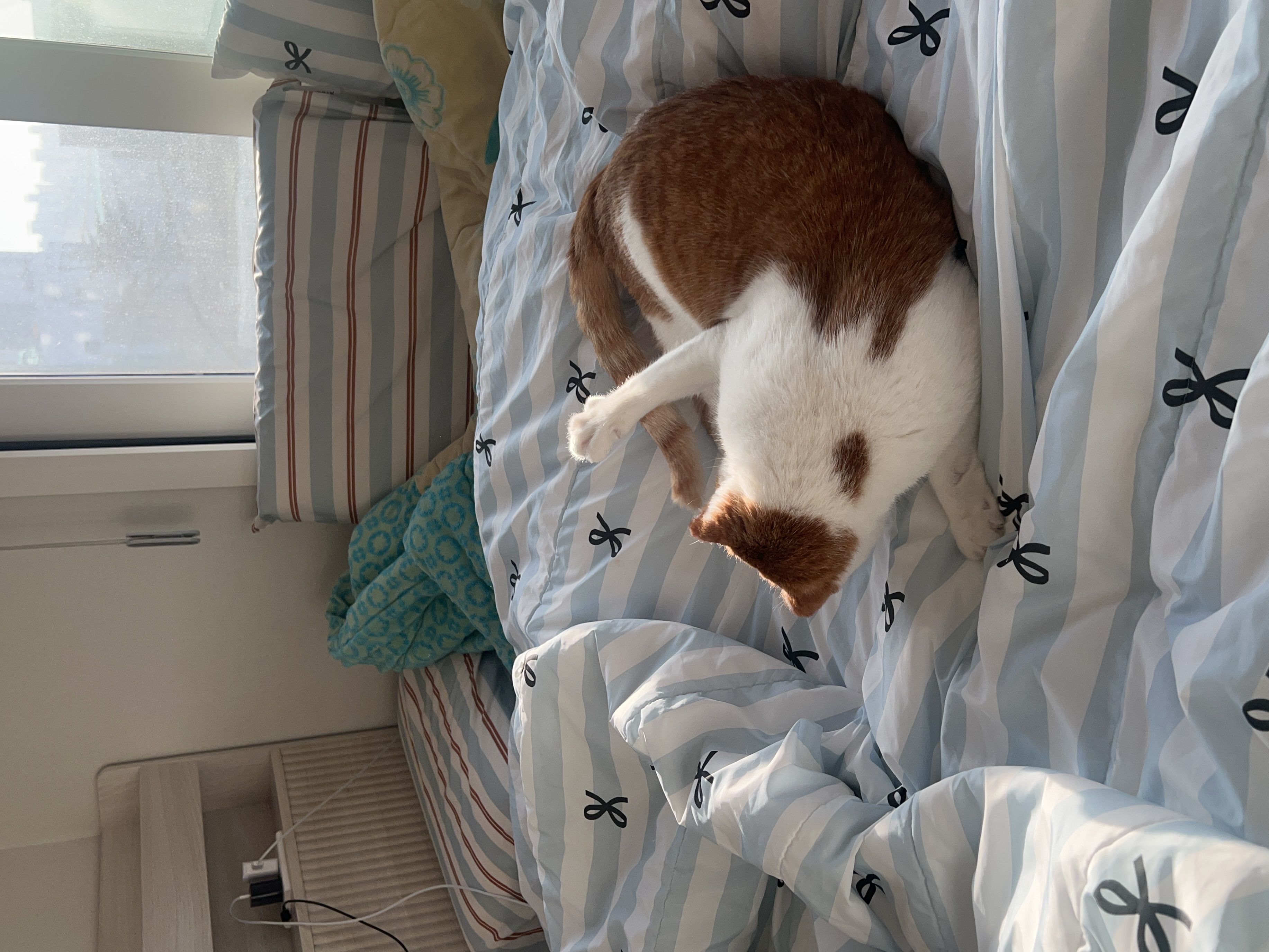 온샘이 입양 한달차 후기