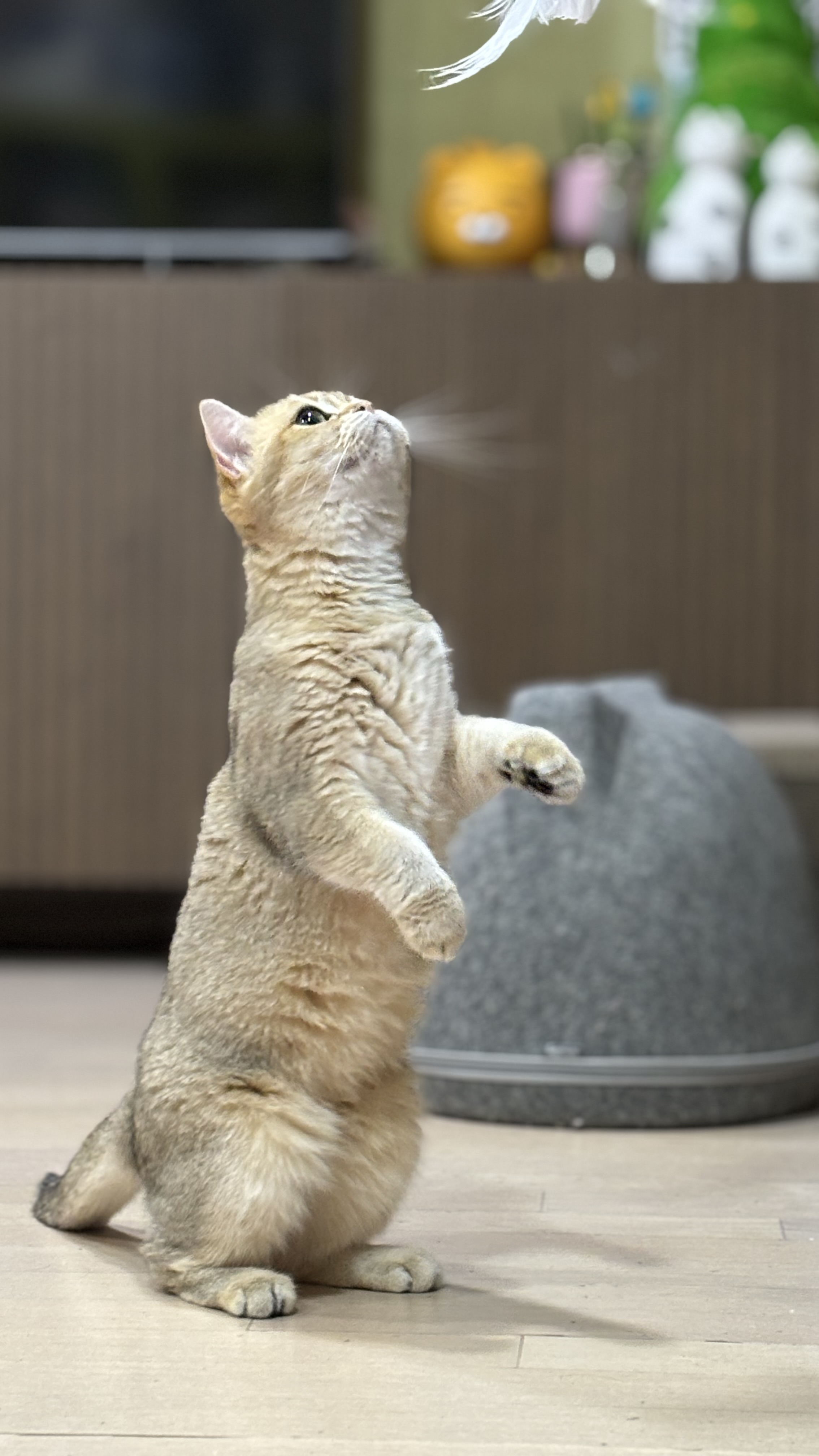 따랑스런 쩨리와의 동거 한달차~~~~