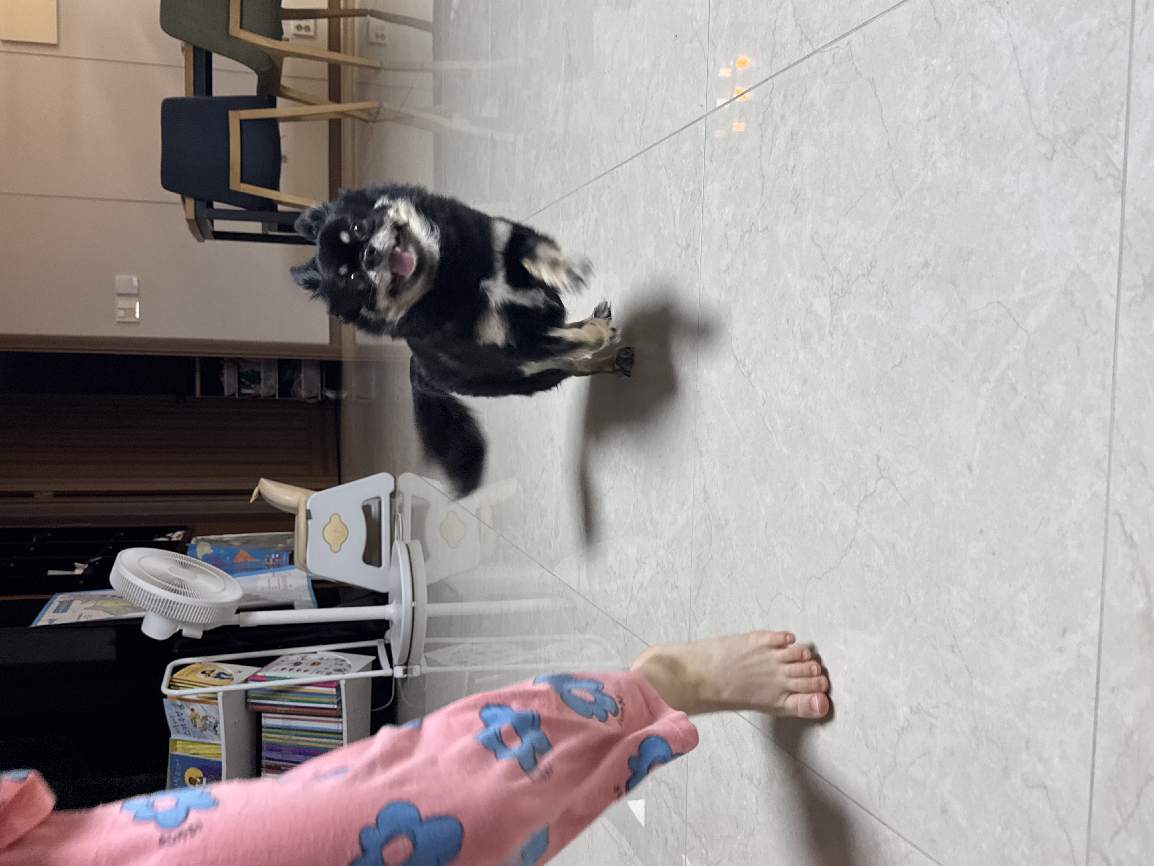 랩몬이 임보4개월차 소식 올립니다~^^