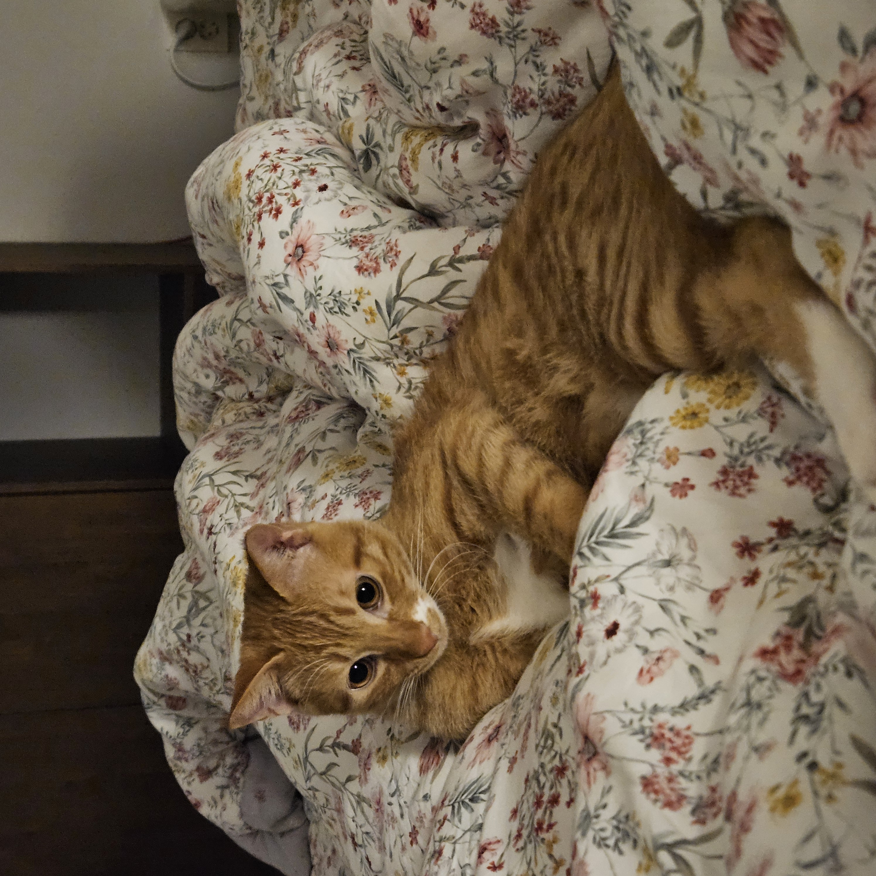 로이 늦은 입양 3개월 후기!