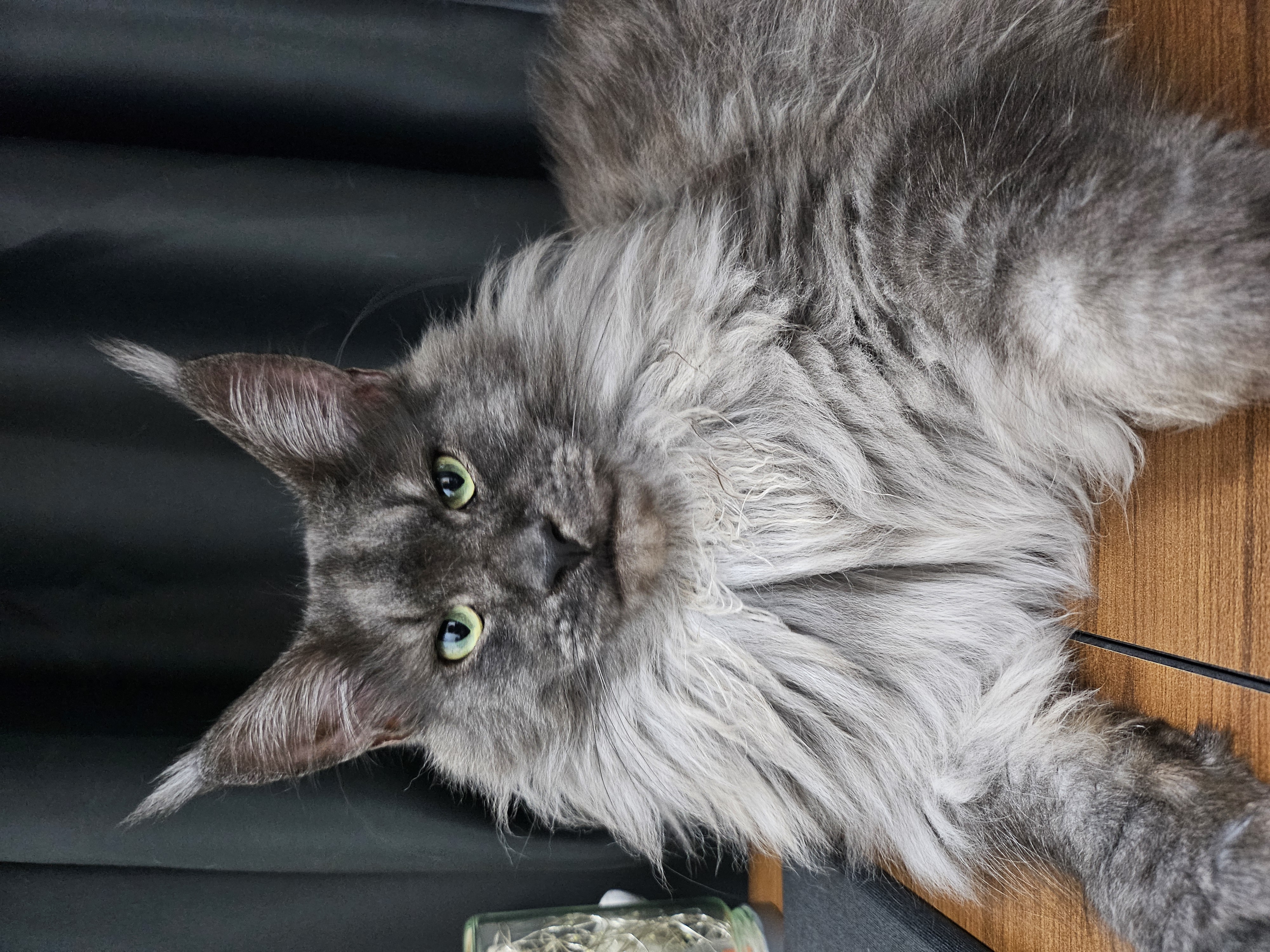 꾼 입양 3개월차!!